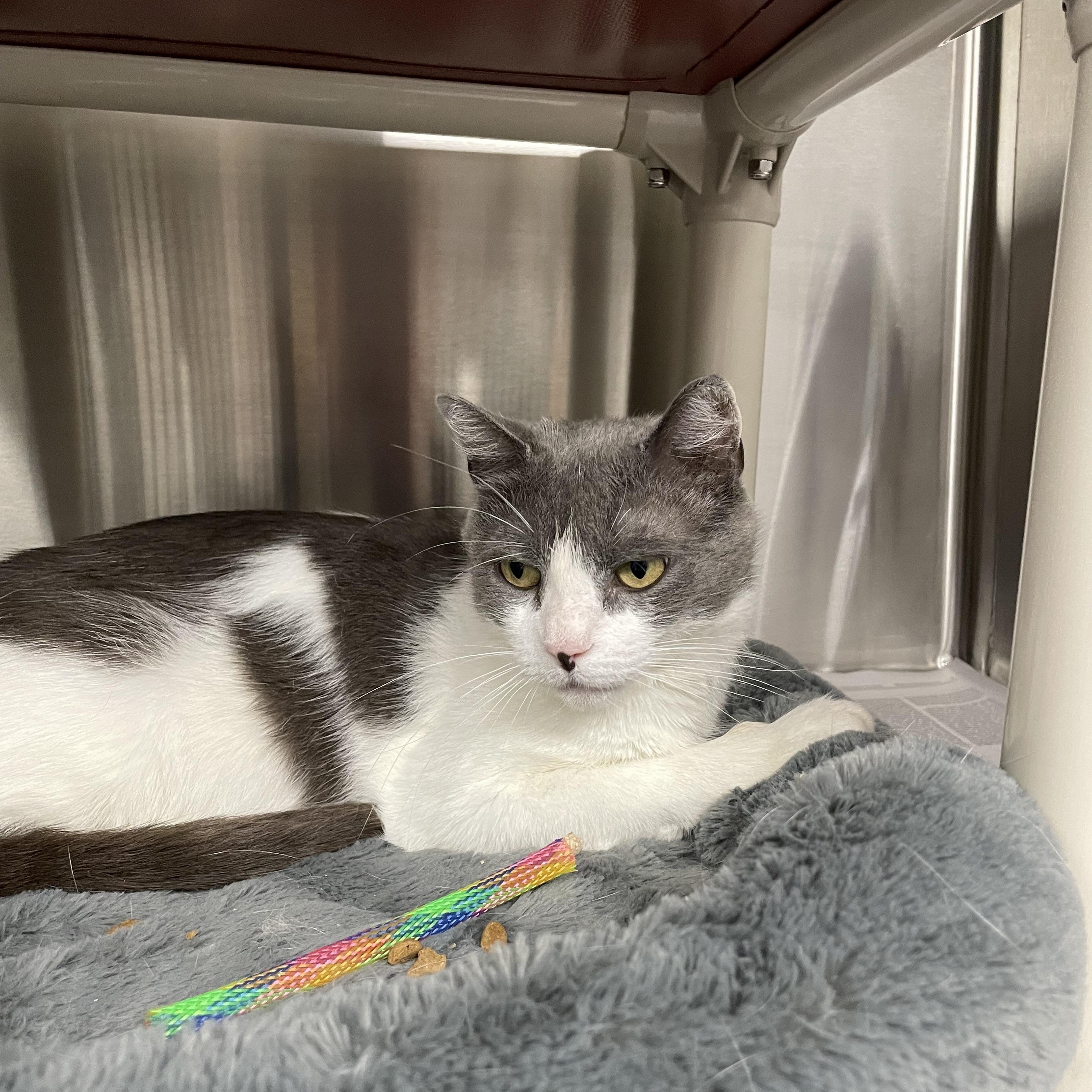 Patti, adoptable, Young Female American Shorthair.