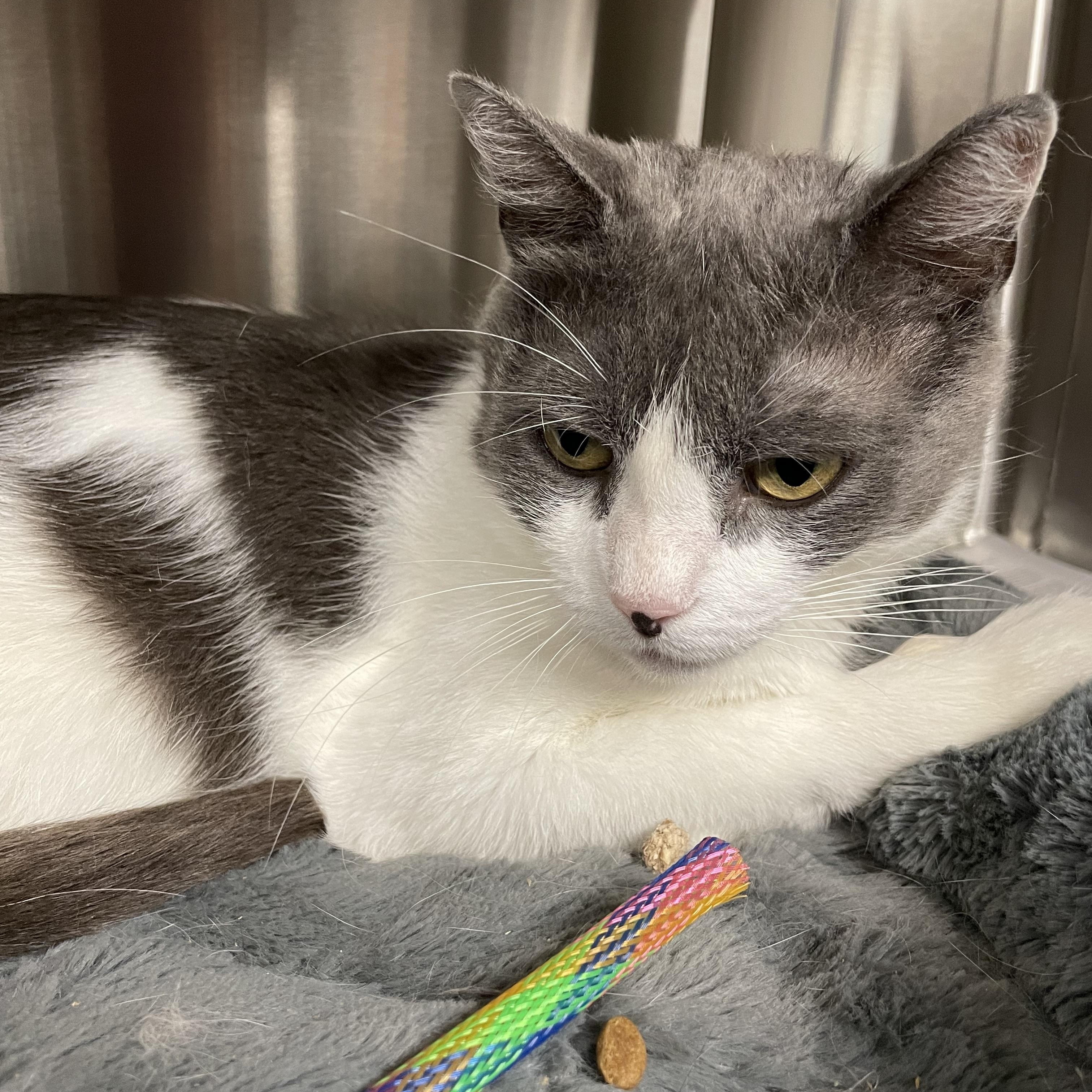 Patti, an adoptable mixed breed in North Kingstown, RI image 6/6