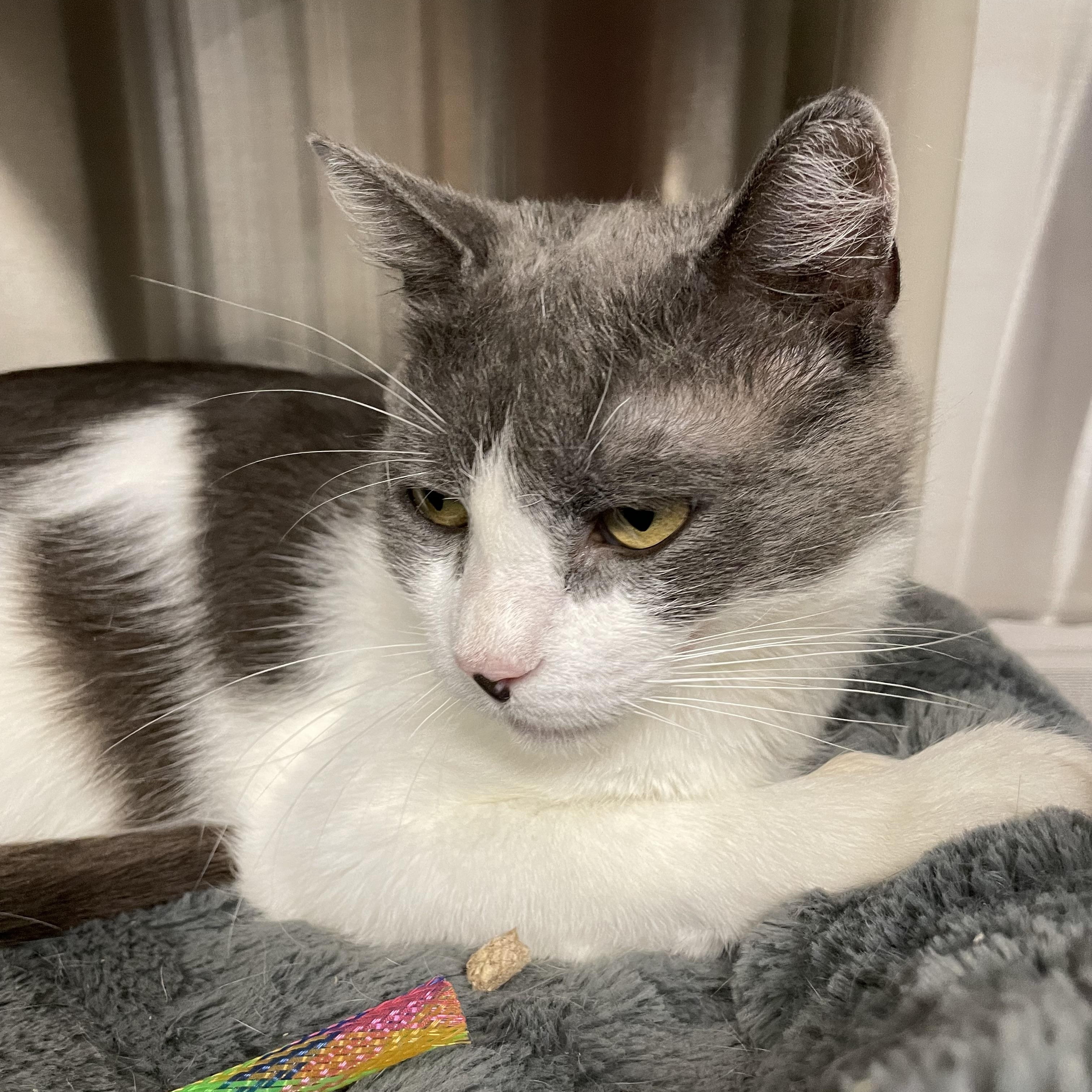 Patti, an adoptable mixed breed in North Kingstown, RI image 4/6