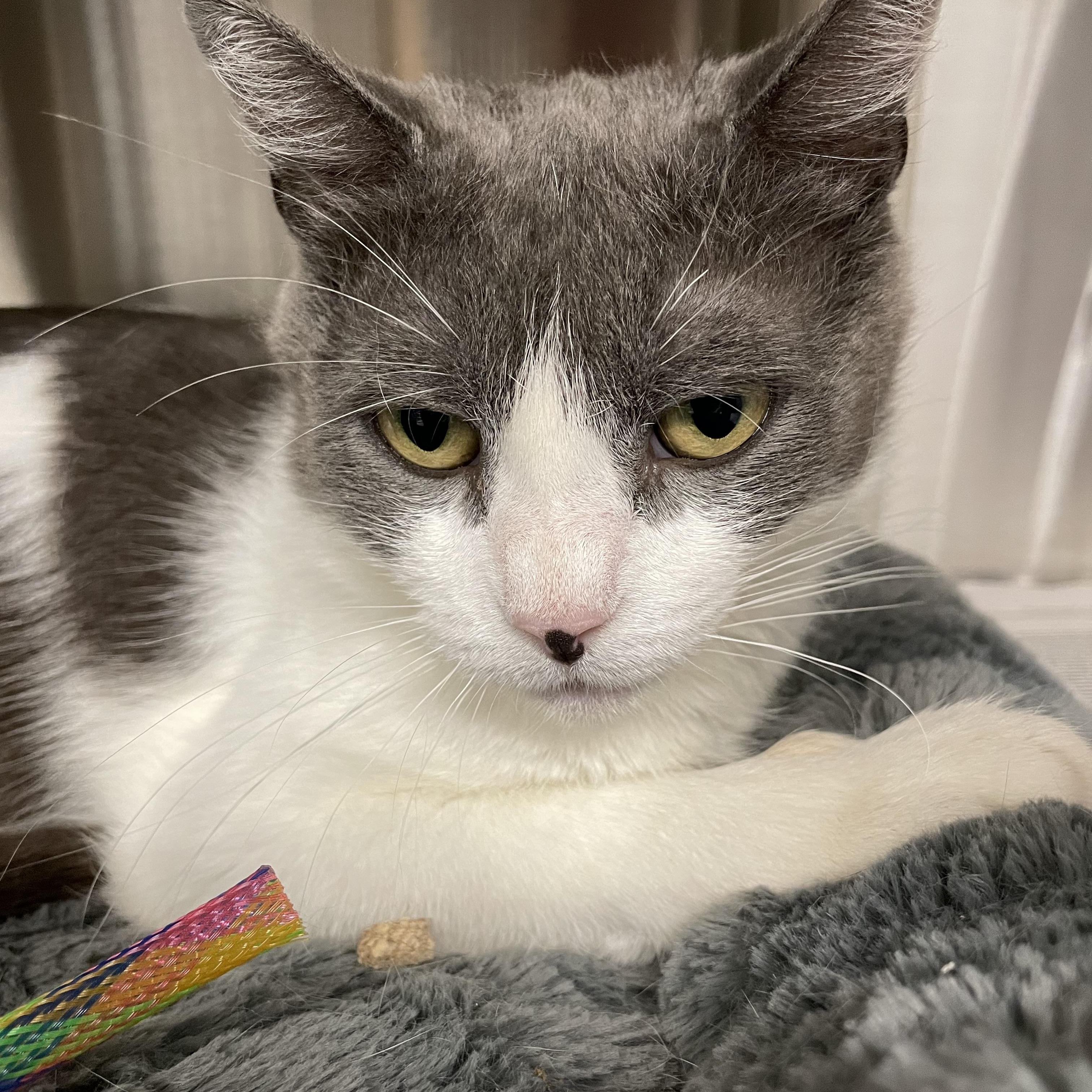 Patti, an adoptable mixed breed in North Kingstown, RI image 3/6