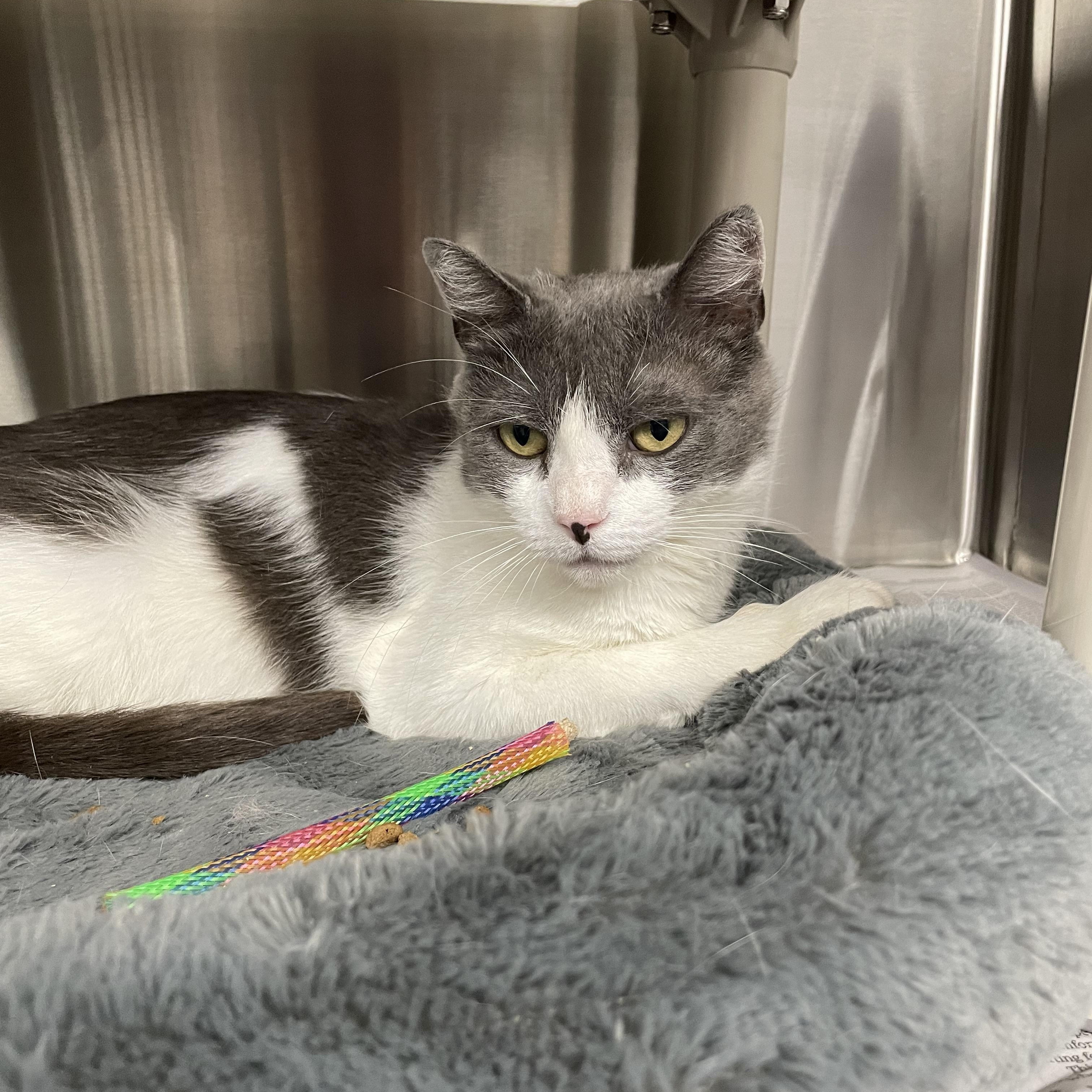 Patti, an adoptable mixed breed in North Kingstown, RI image 5/6