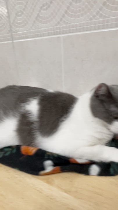 Enlarge Patti, an adoptable mixed breed in North Kingstown, RI video 2/6