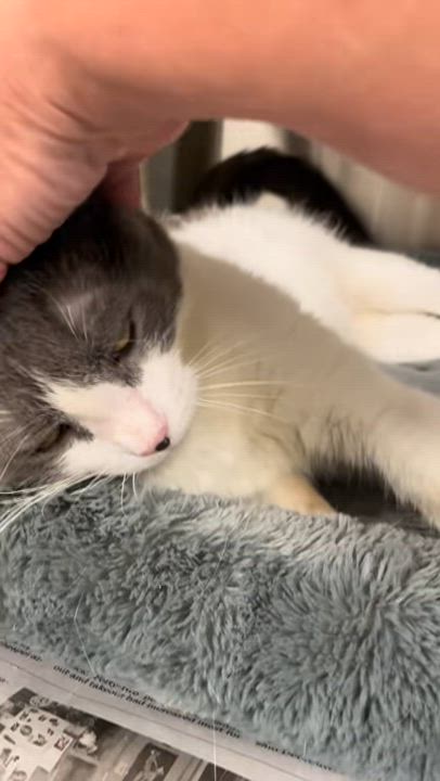 Enlarge Patti, an adoptable mixed breed in North Kingstown, RI video 2/6
