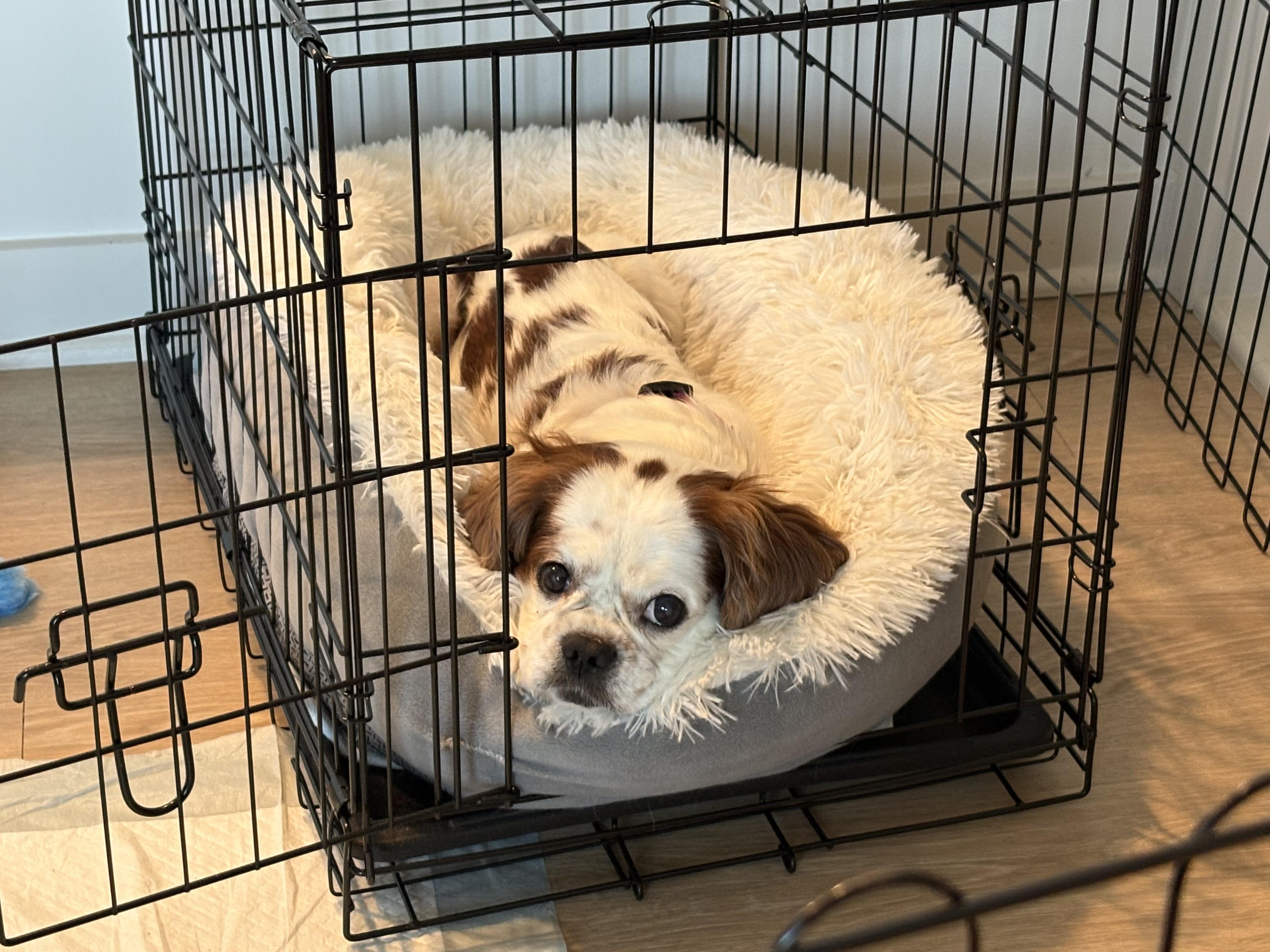 Enlarge Eugene, an adopted Cavalier King Charles Spaniel in Richmond, VA image 4/6