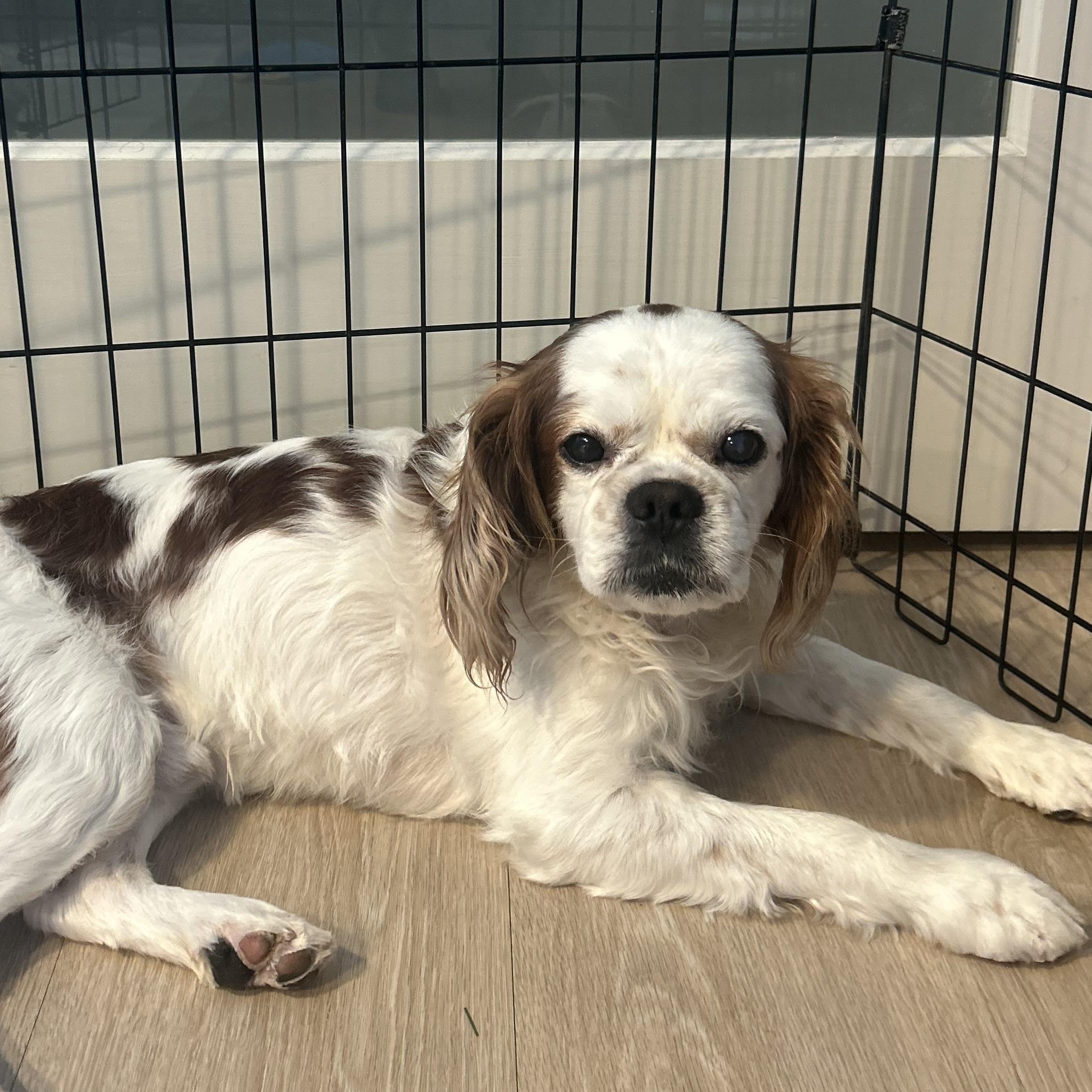 Eugene, adopted, Adult Male Cavalier King Charles Spaniel.