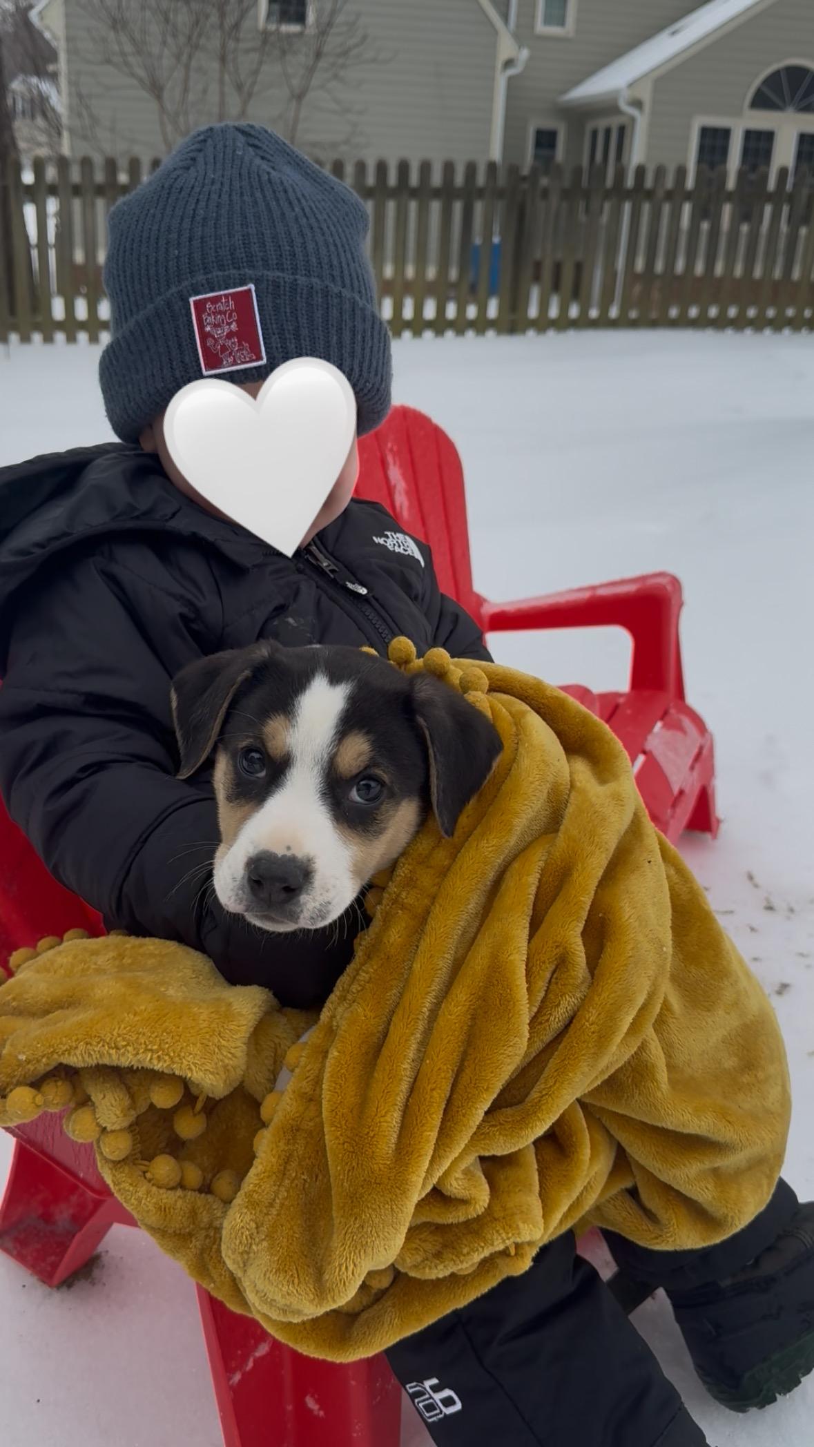 Enlarge Eugene, an adopted Cavalier King Charles Spaniel in Richmond, VA image 5/6