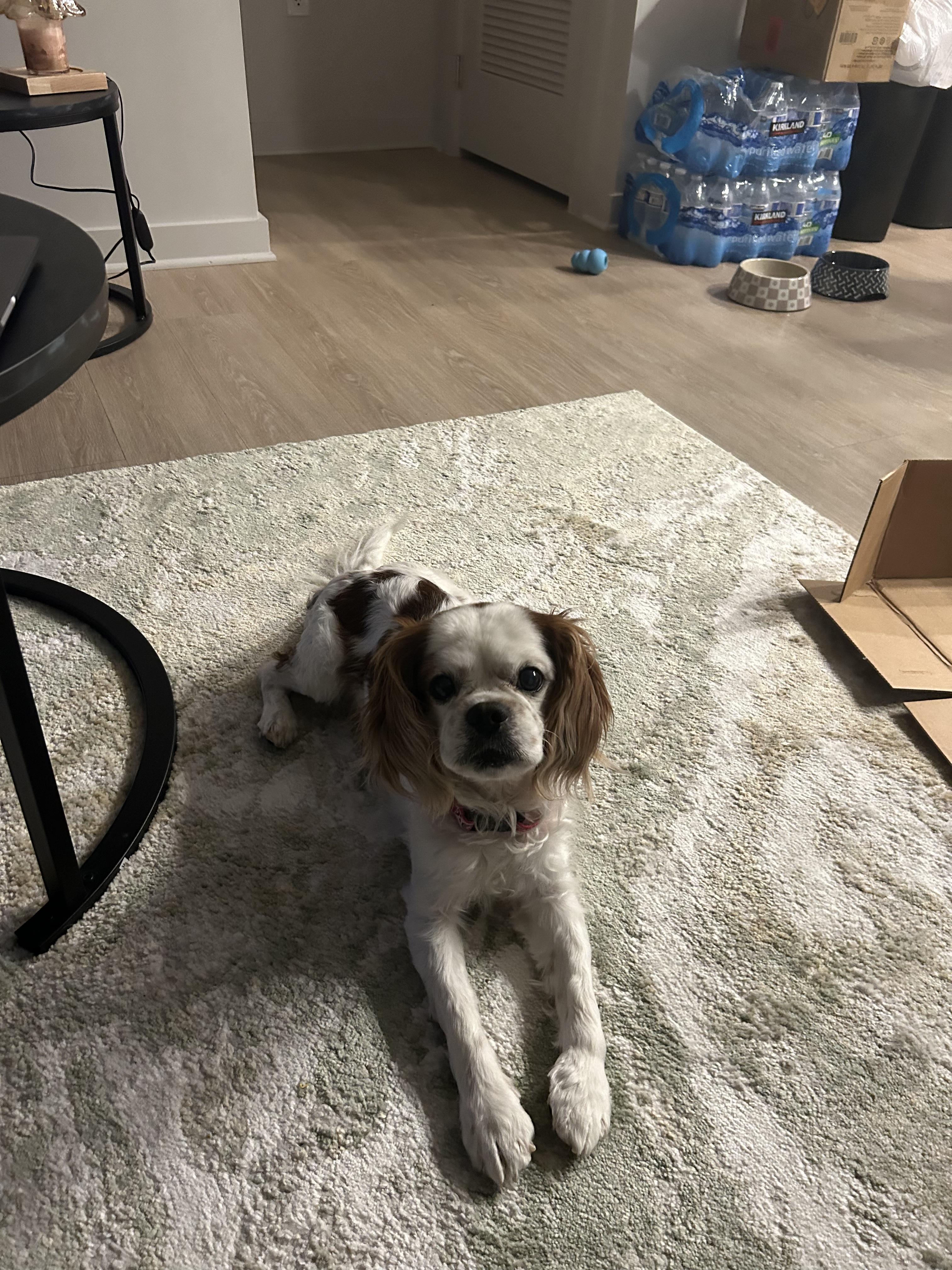 Enlarge Eugene, an adopted Cavalier King Charles Spaniel in Richmond, VA image 3/6