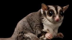 Fabio, Adoptable, Young Male Prairie Dog.