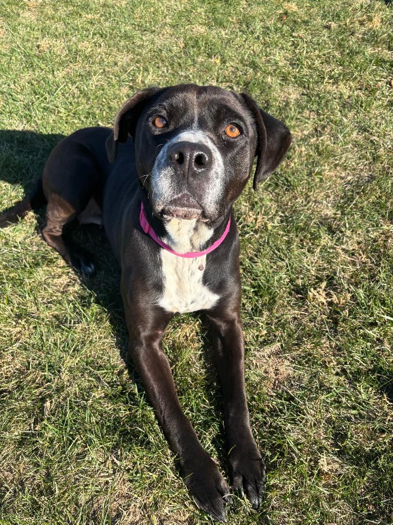 Willow, Adoptable, Adult Female Mixed Breed.