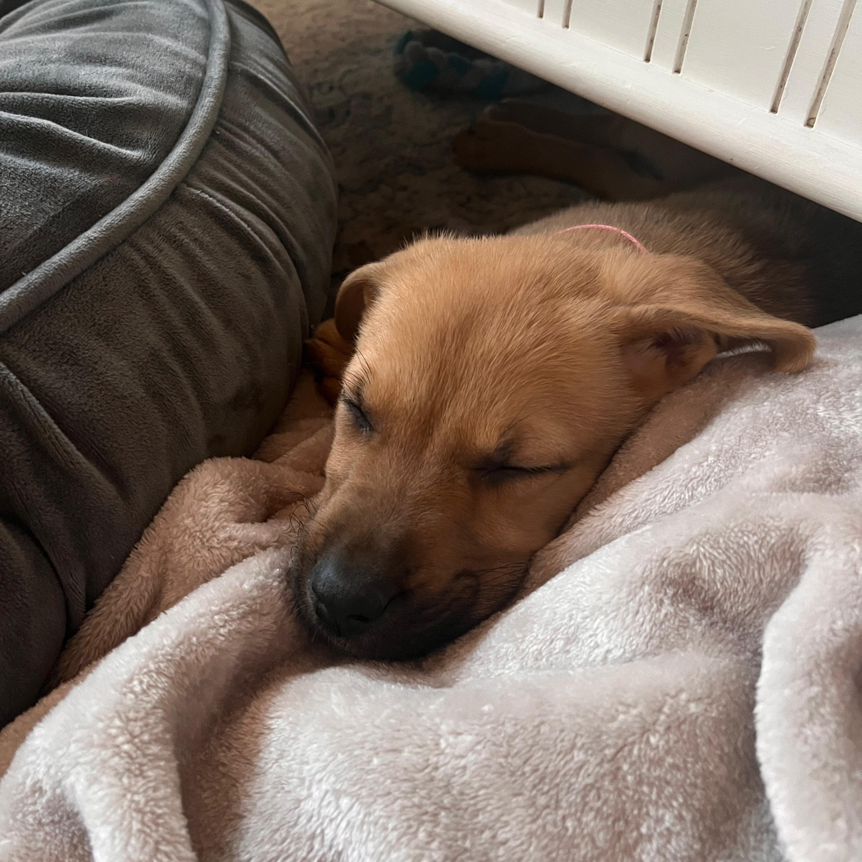 Enlarge Joanne, a Adoptable mixed breed in Midland, MI image 1/5