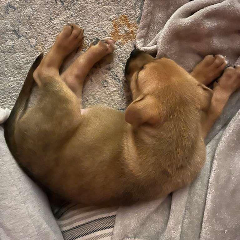 Enlarge Joanne, a Adoptable mixed breed in Midland, MI image 2/5