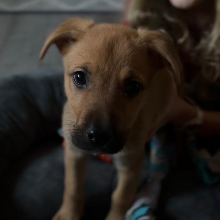 Enlarge Joanne, a Adoptable mixed breed in Midland, MI image 3/5