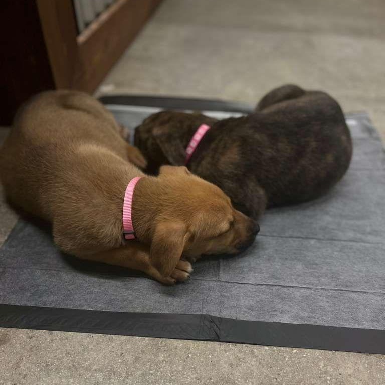 Enlarge Joanne, a Adoptable mixed breed in Midland, MI image 4/5