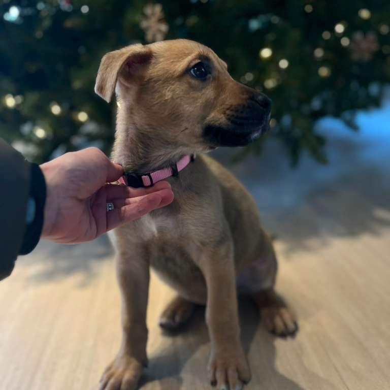 Enlarge Joanne, a Adoptable mixed breed in Midland, MI image 5/5