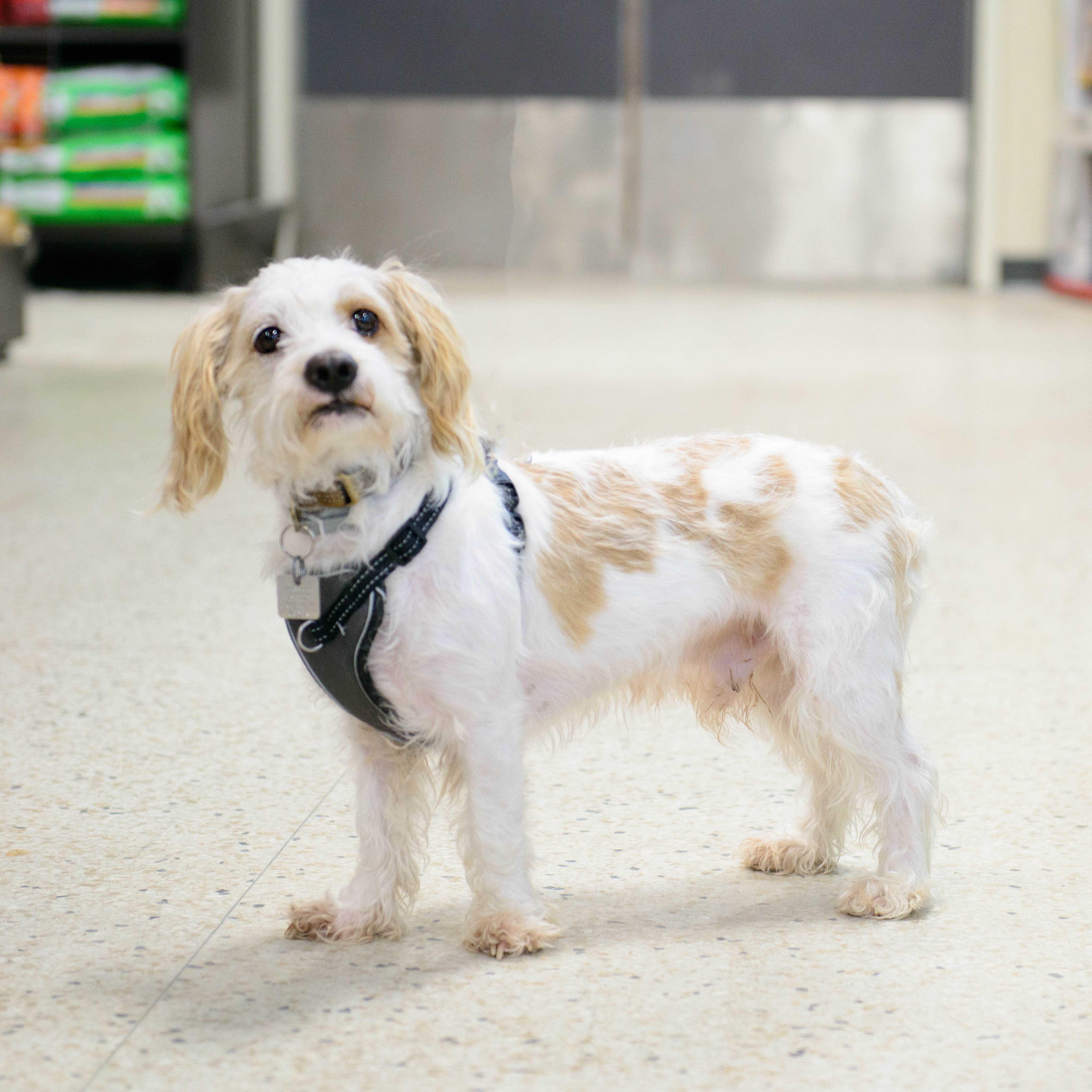 Milo - the cavalier , Adoptable, Young Male Cavalier King Charles Spaniel.