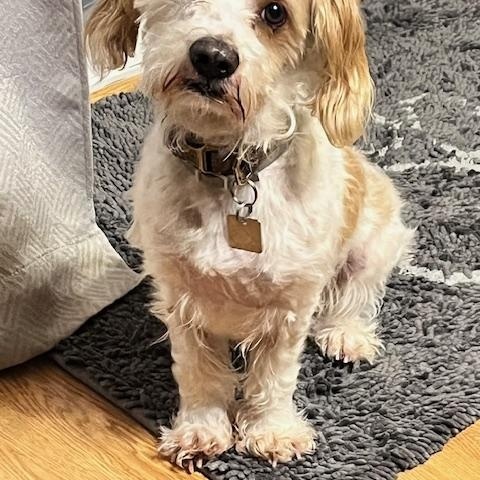 Milo - the cavalier , Adoptable, Adult Male Cavalier King Charles Spaniel.