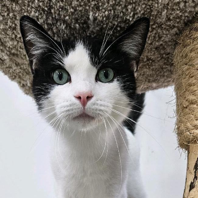 Ulysses - Adoption Fee Waived!, a Adoptable mixed breed in Richland Center, WI image 3/4