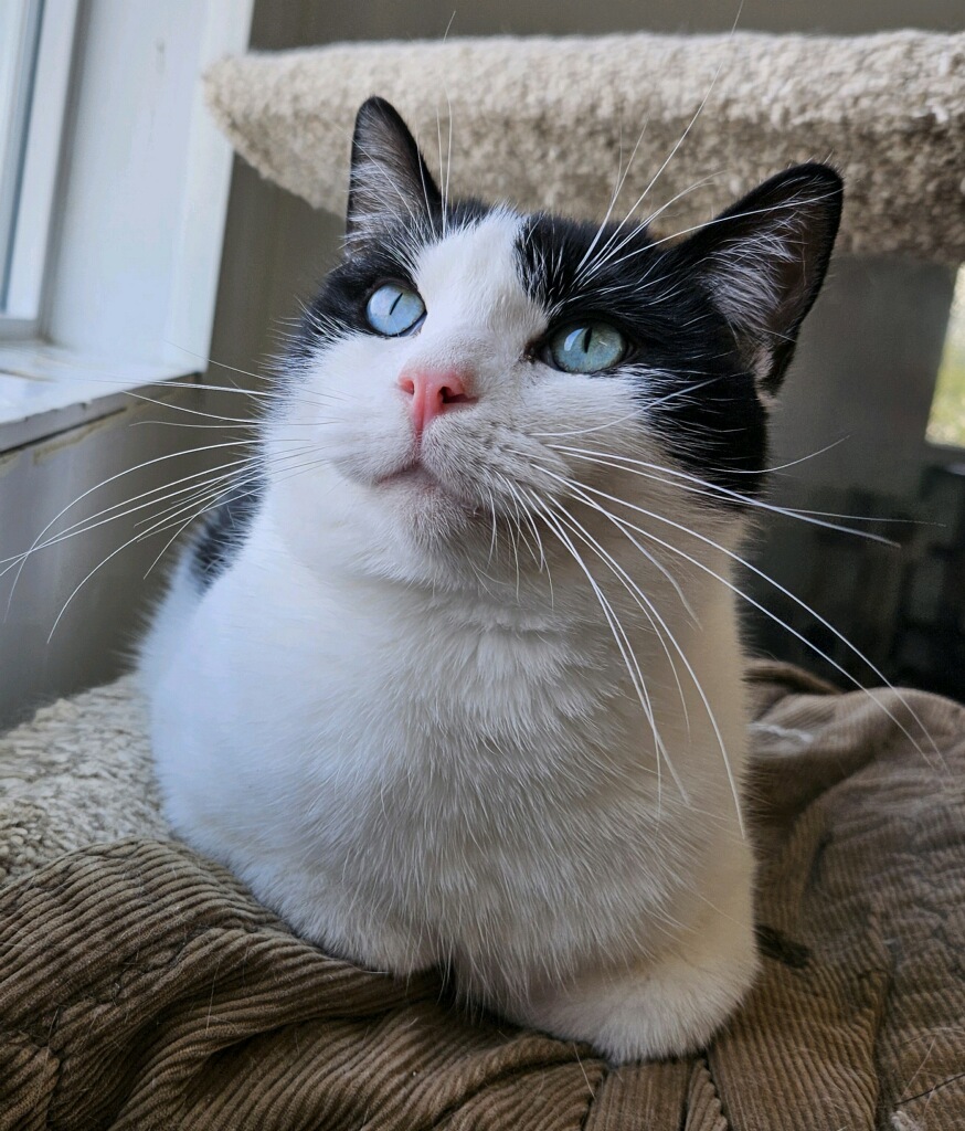 Ulysses - Adoption Fee Waived!, a Adoptable mixed breed in Richland Center, WI image 2/4