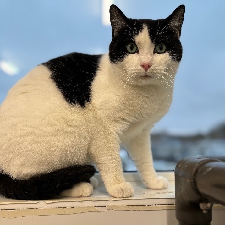 Ulysses - Adoption Fee Waived!, a Adoptable mixed breed in Richland Center, WI image 4/4