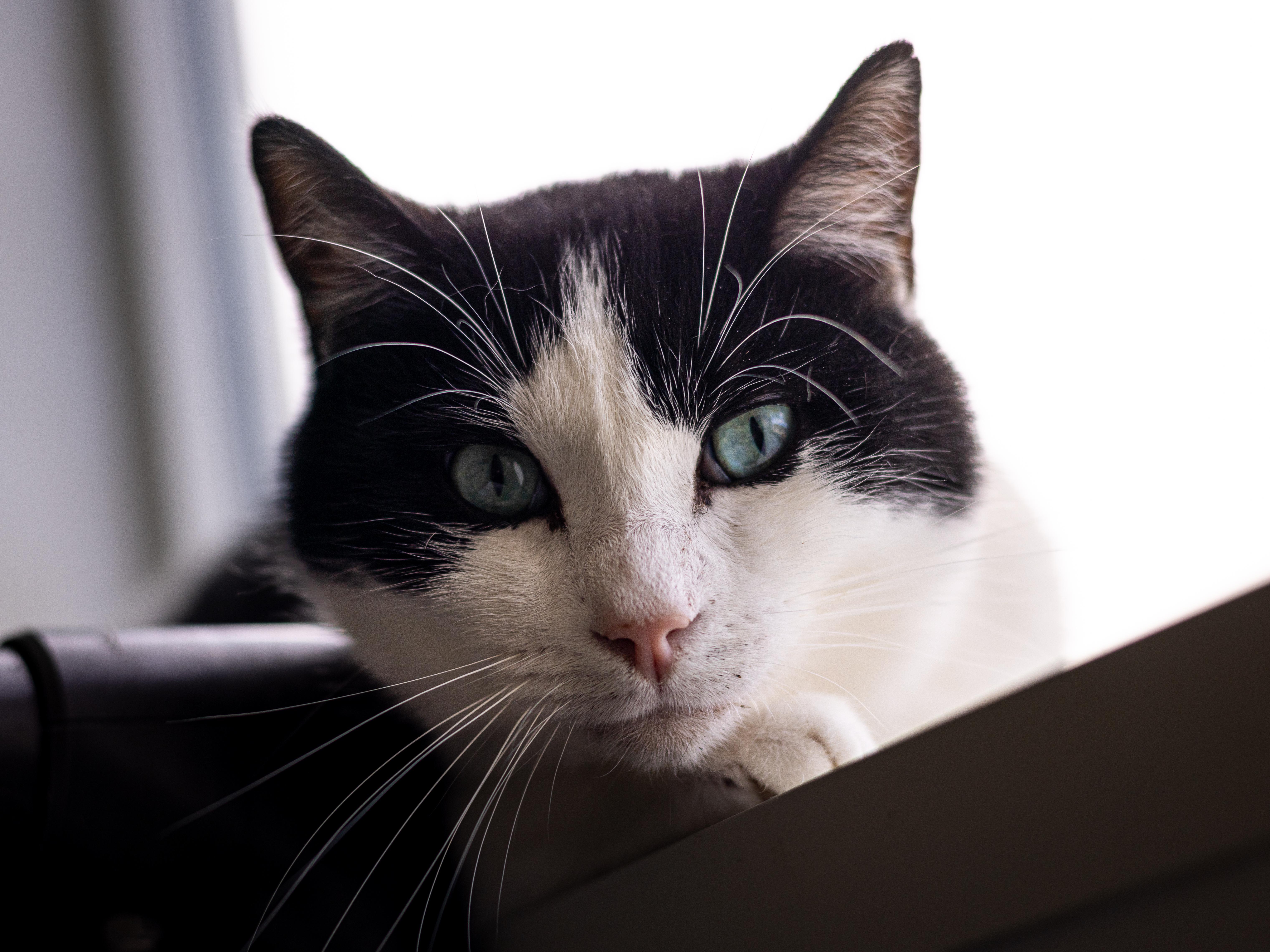 Ulysses - Adoption Fee Waived!, Adoptable, Adult Male Siamese & Domestic Short Hair.