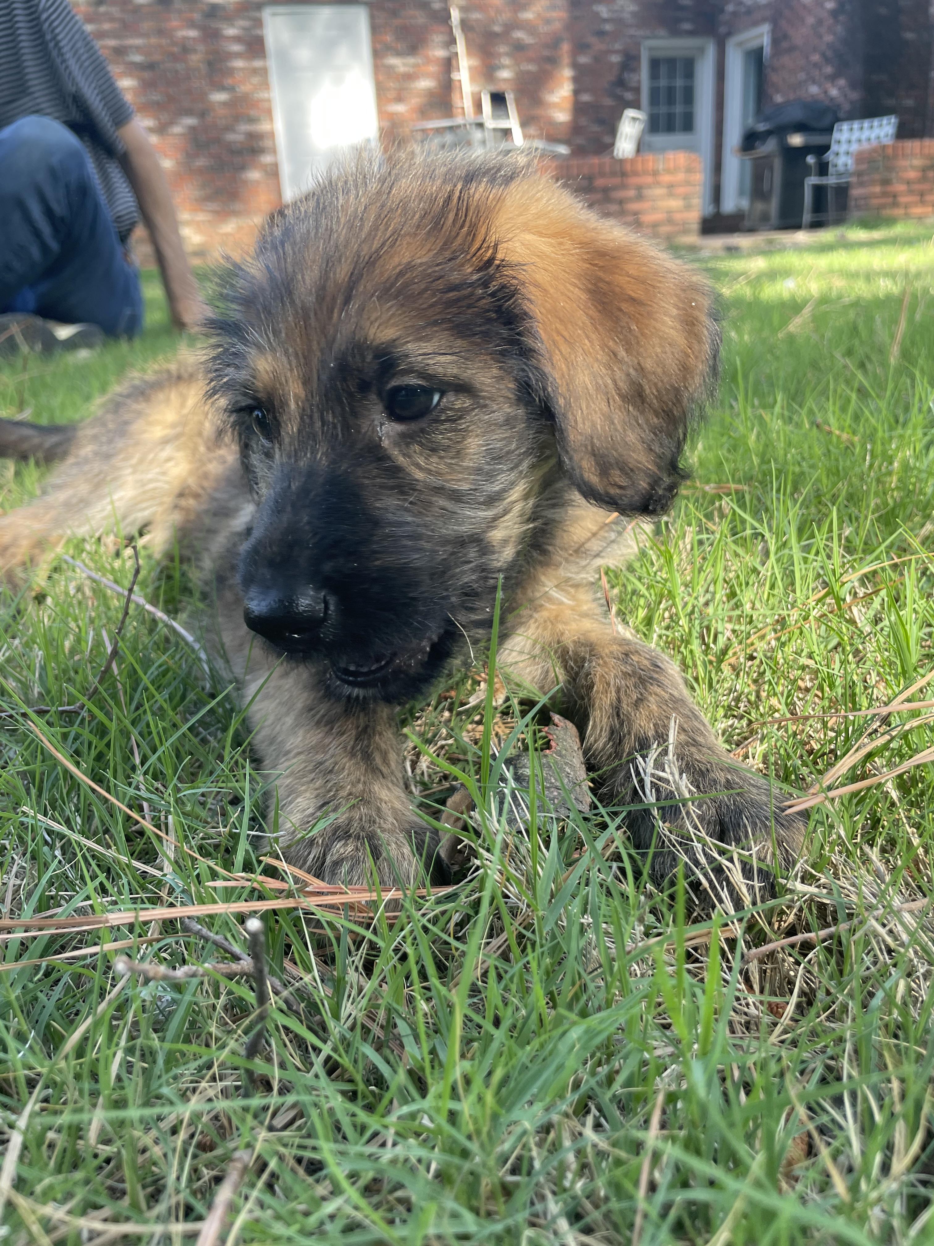 Enlarge Giselle , an adopted mixed breed in Berthoud, CO image 6/6