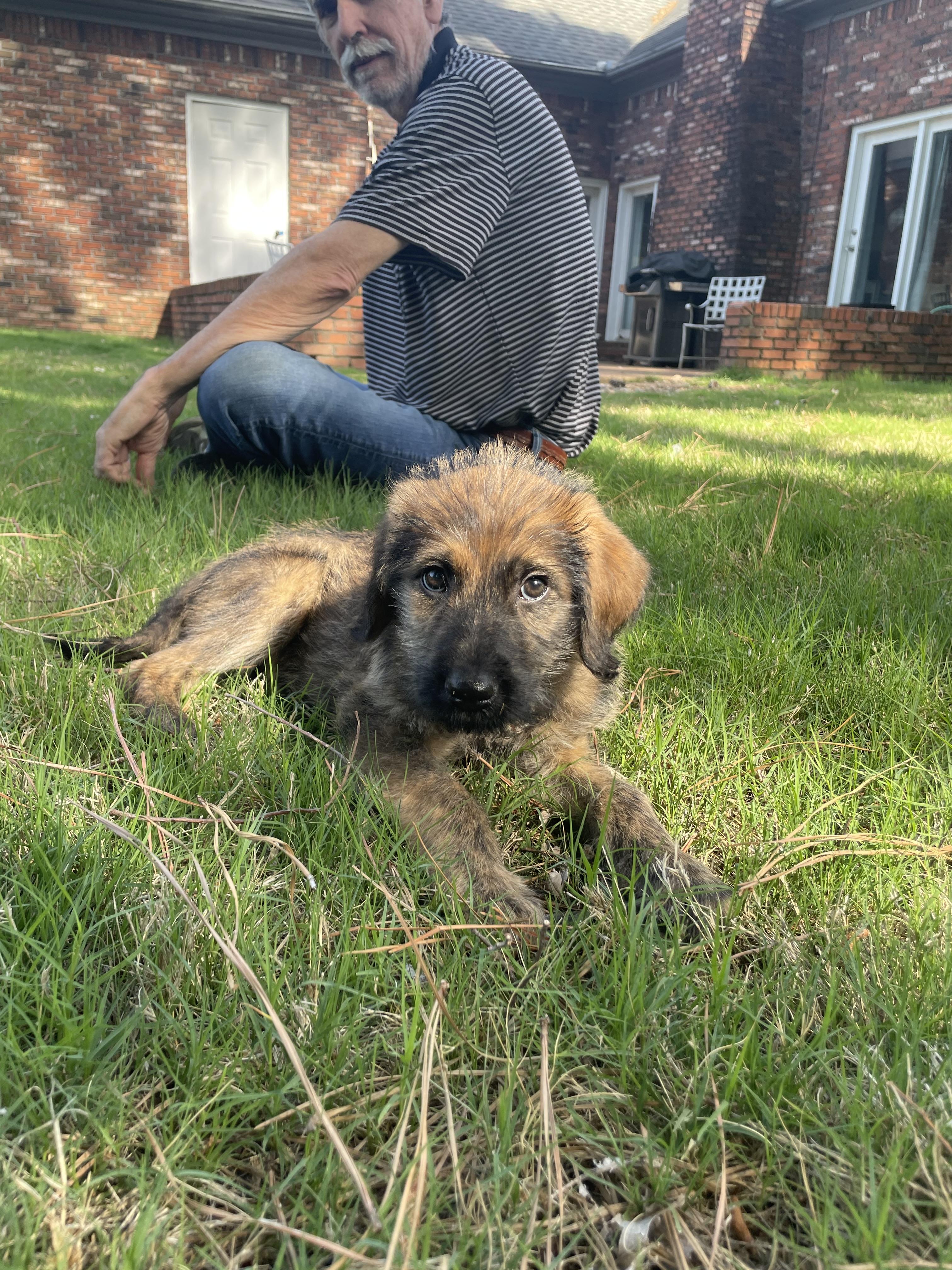 Enlarge Giselle , an adopted mixed breed in Berthoud, CO image 5/6