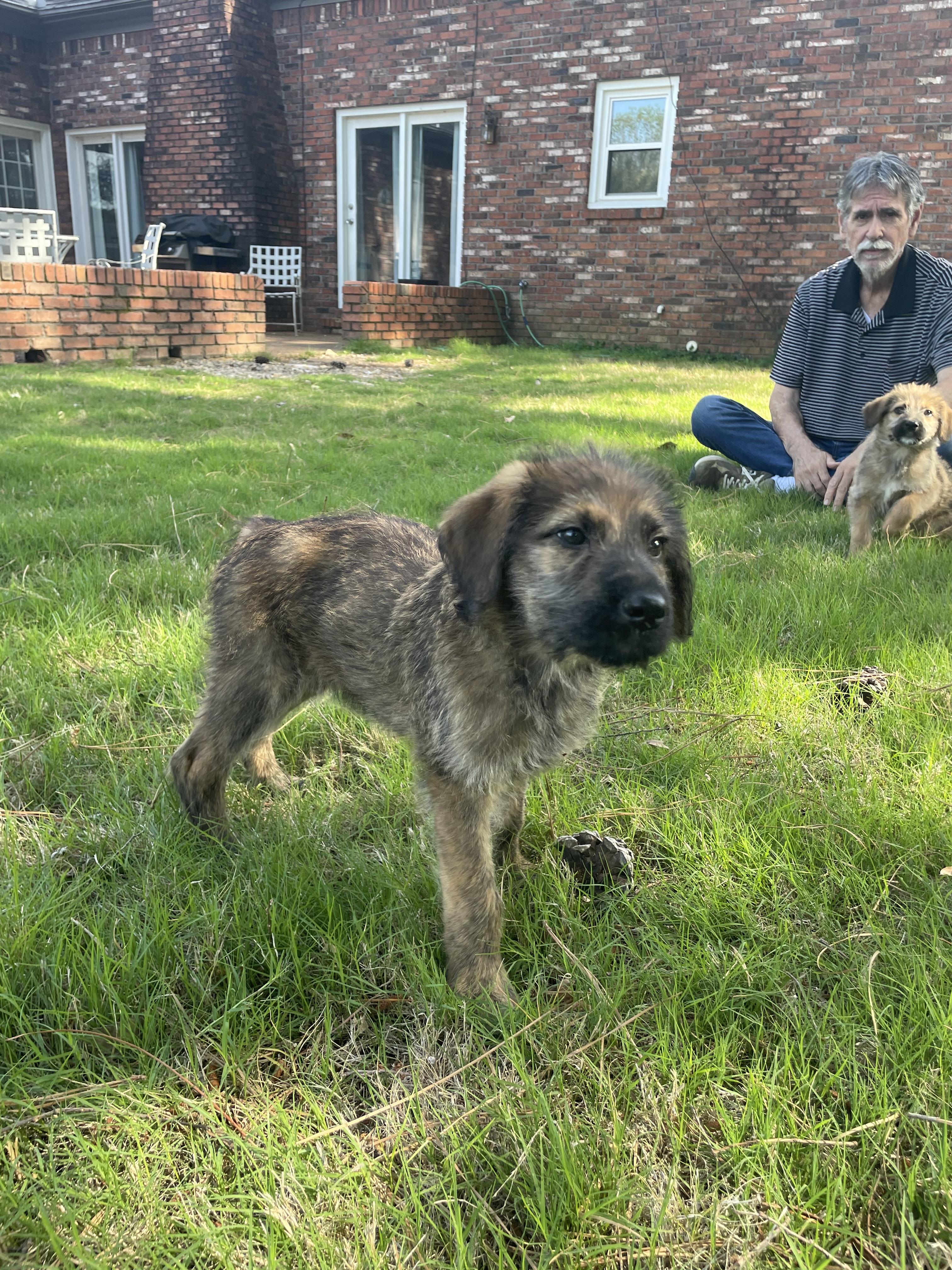 Enlarge Giselle , an adopted mixed breed in Berthoud, CO image 3/6