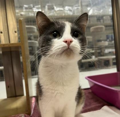 Ms. Mewgician, Adoptable, Adult Female Domestic Short Hair & Domestic Short Hair.