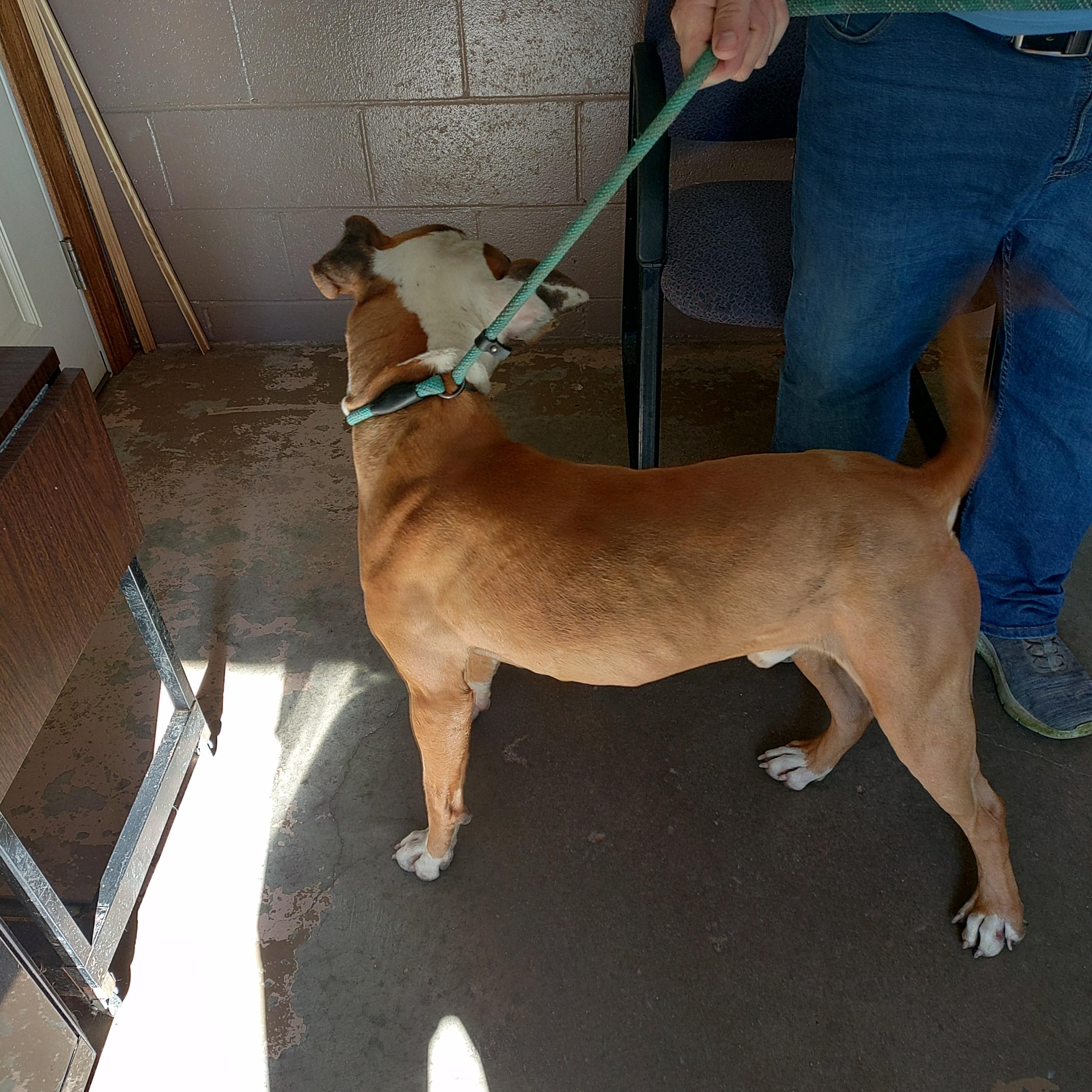 26-061, a ADOPTABLE mixed breed in Carrollton, OH image 4/4