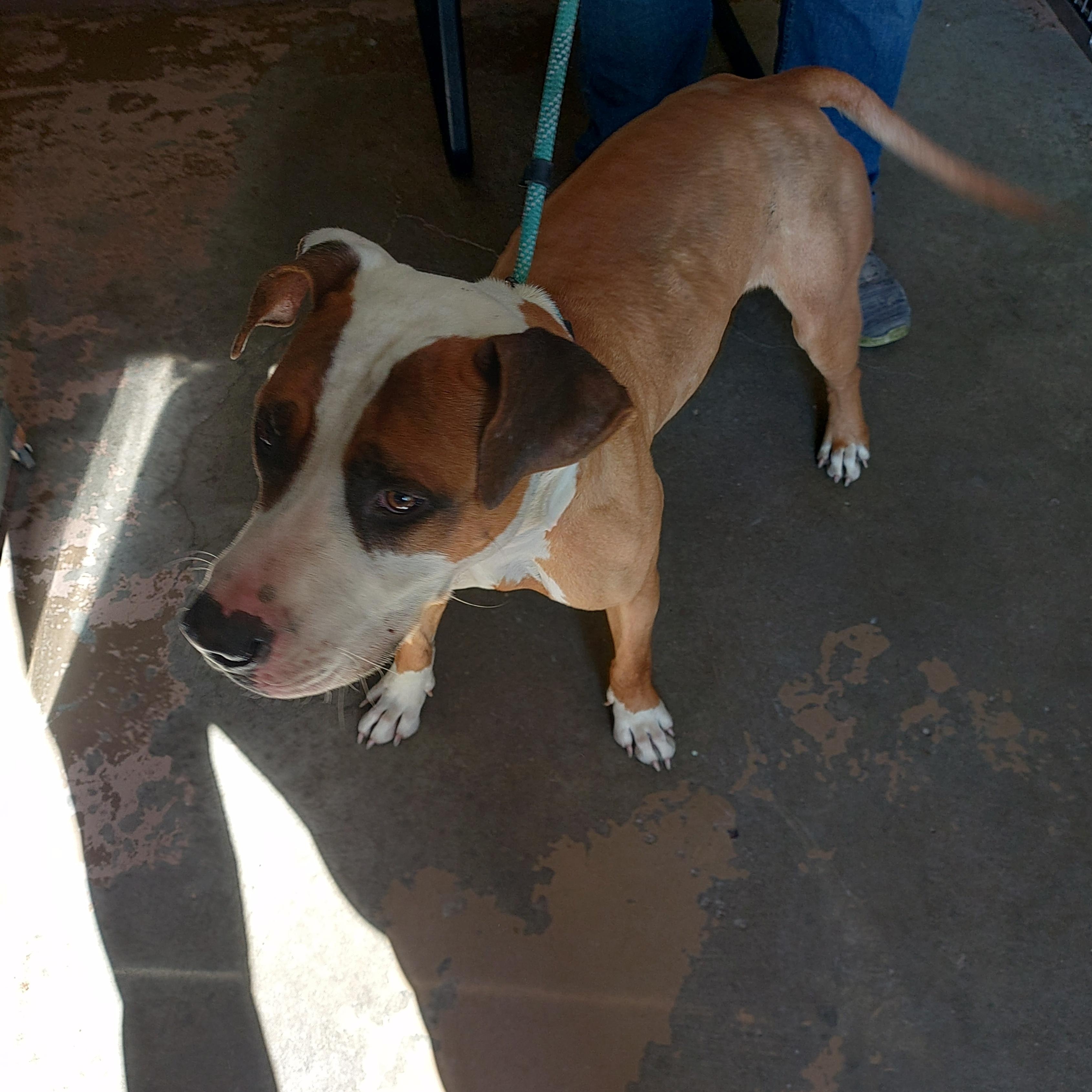 26-061, a ADOPTABLE mixed breed in Carrollton, OH image 3/4