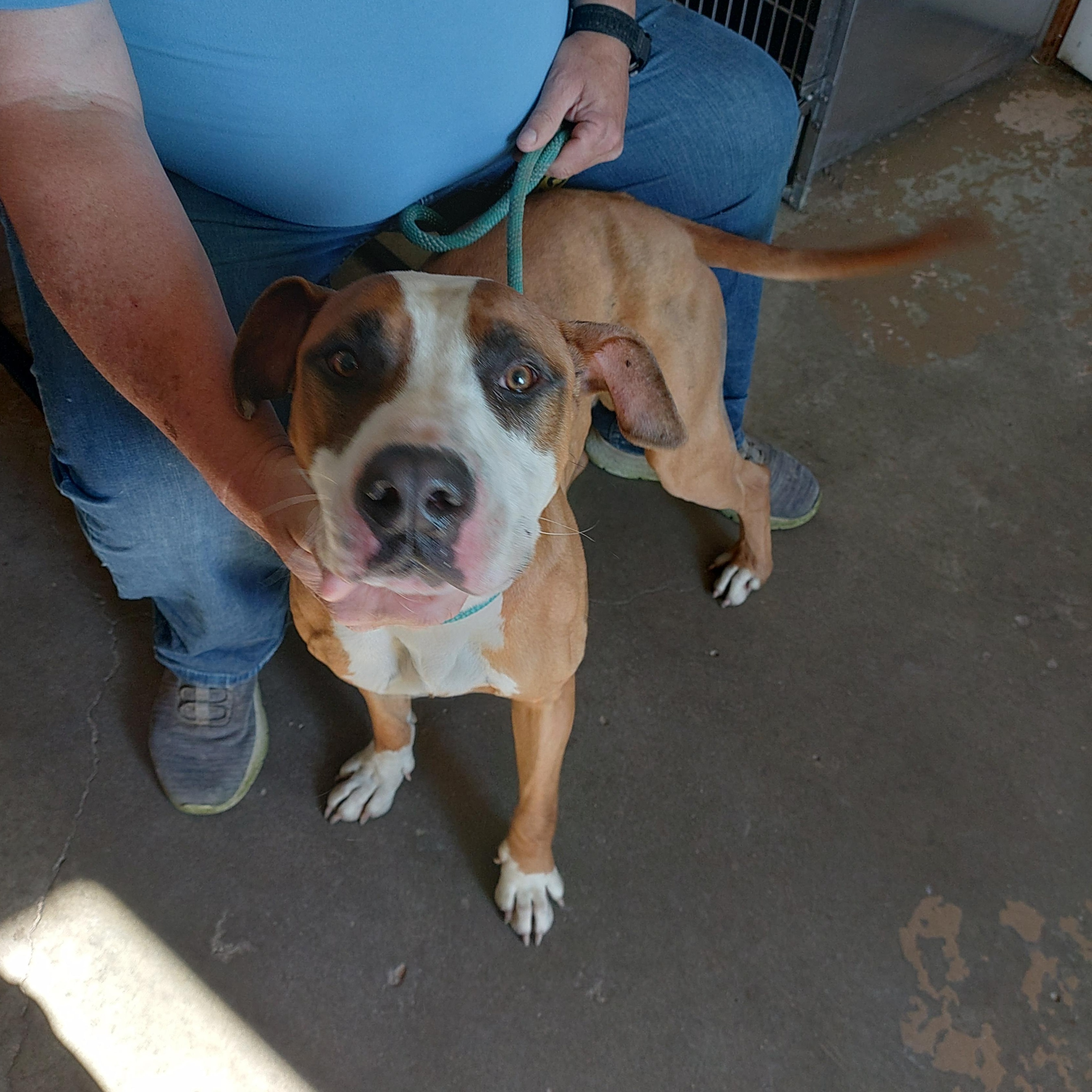 26-061, ADOPTABLE, Young Male American Staffordshire Terrier.