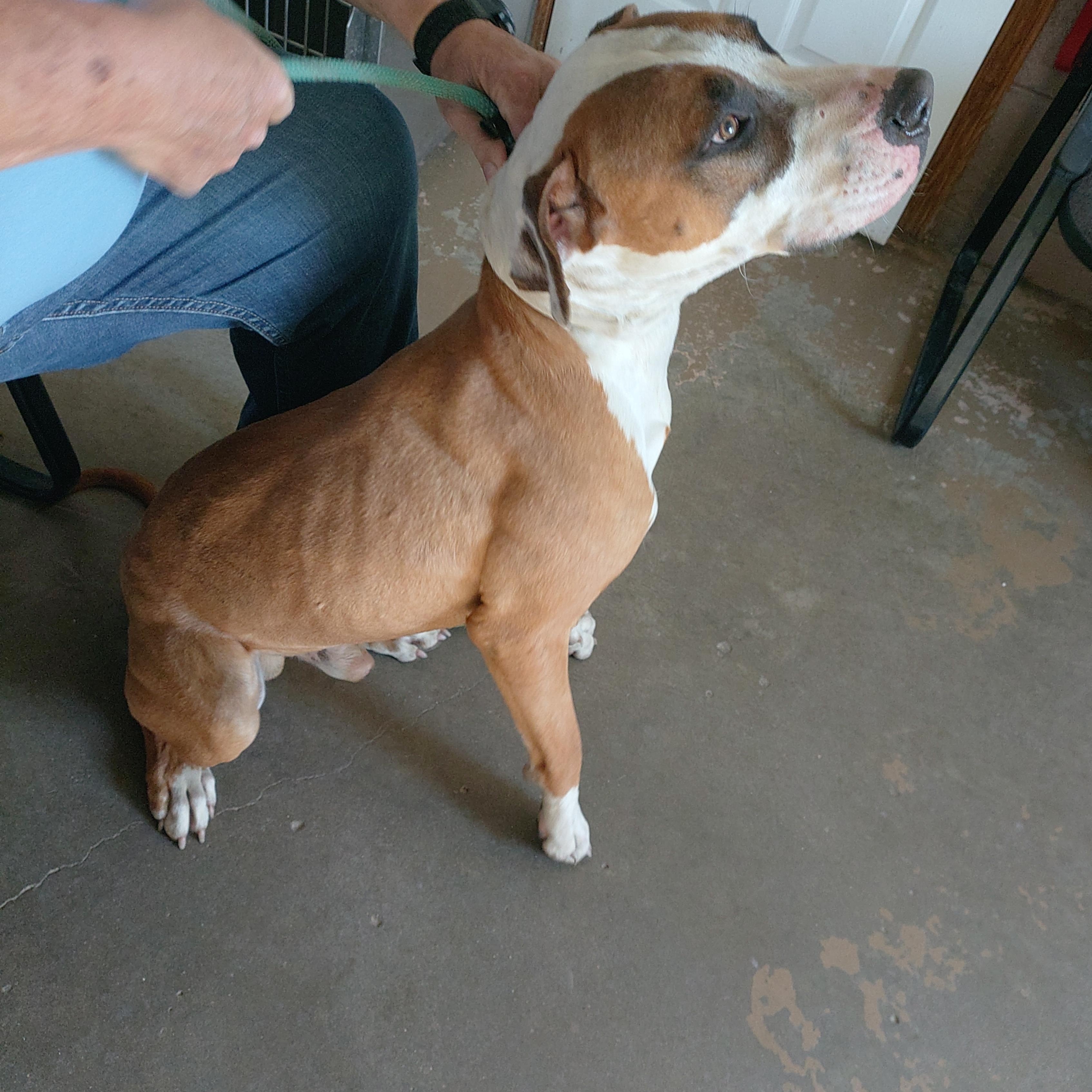 26-061, a ADOPTABLE mixed breed in Carrollton, OH image 2/4