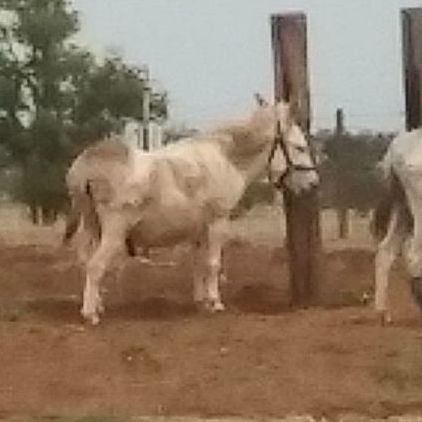Hombre, Adoptable, Adult Male Donkey.