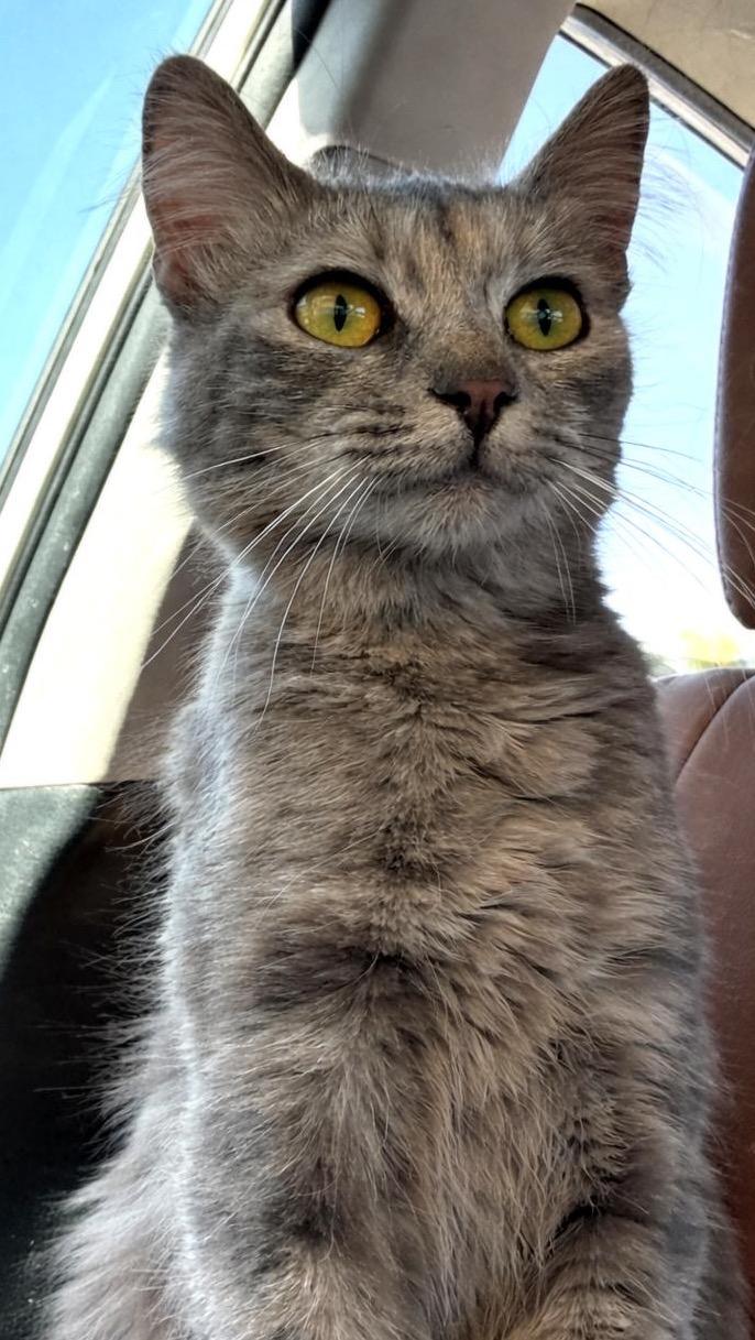 Sandy, adopted, Kitten Female Domestic Medium Hair.
