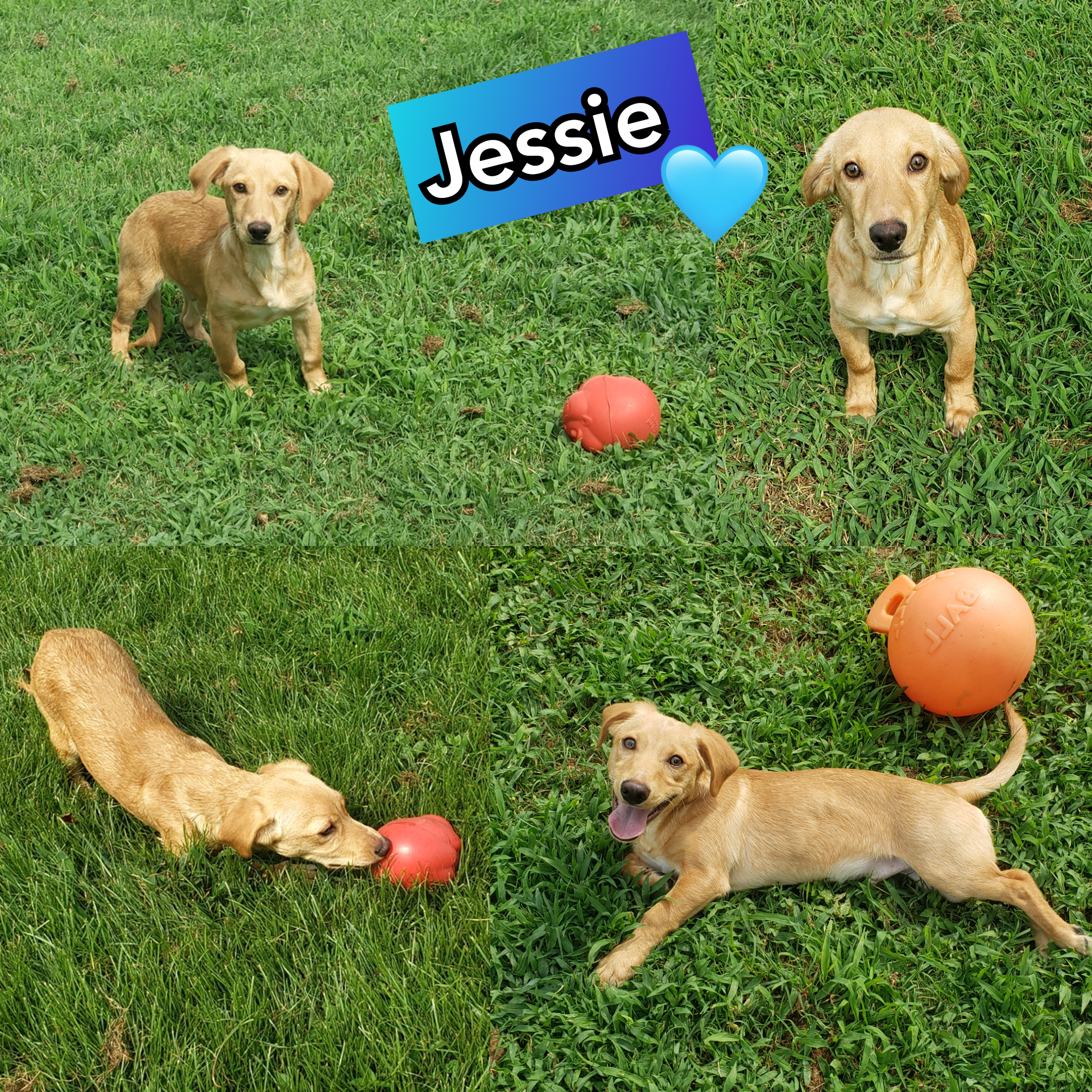Jessie, Adopted, Young Male Dachshund & Mixed Breed.