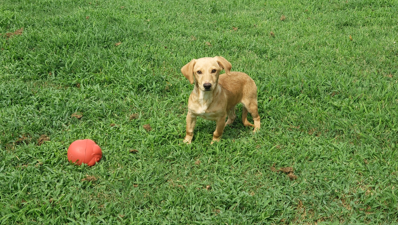 Enlarge Jessie, a Adopted mixed breed in Hampton, VA image 2/5