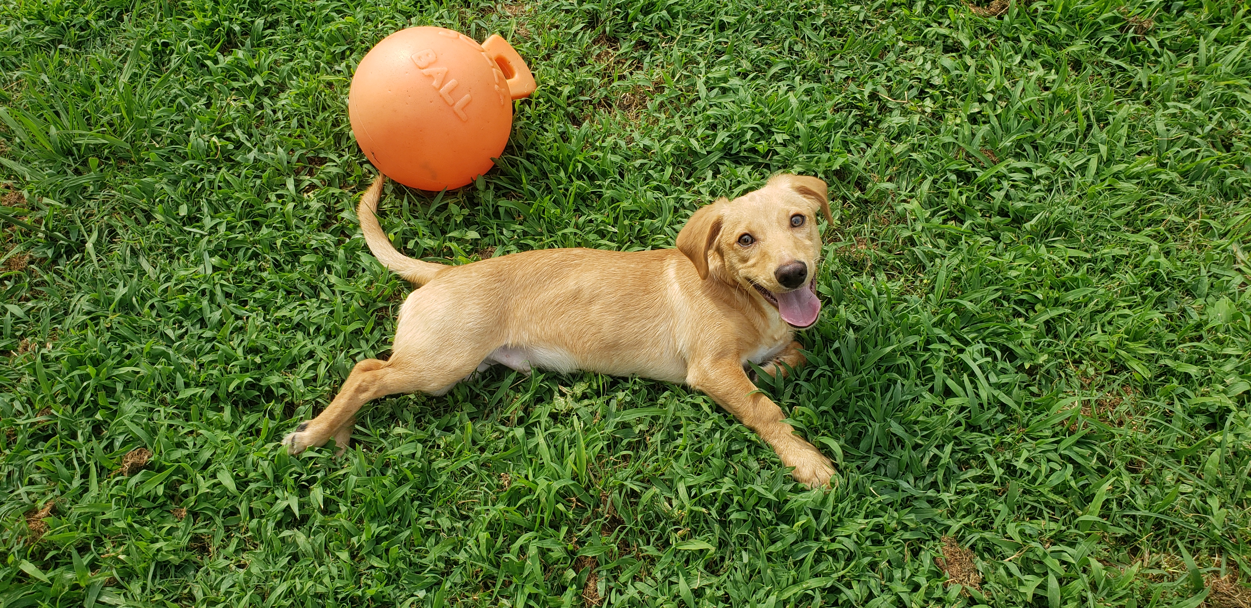Enlarge Jessie, a Adopted mixed breed in Hampton, VA image 3/5