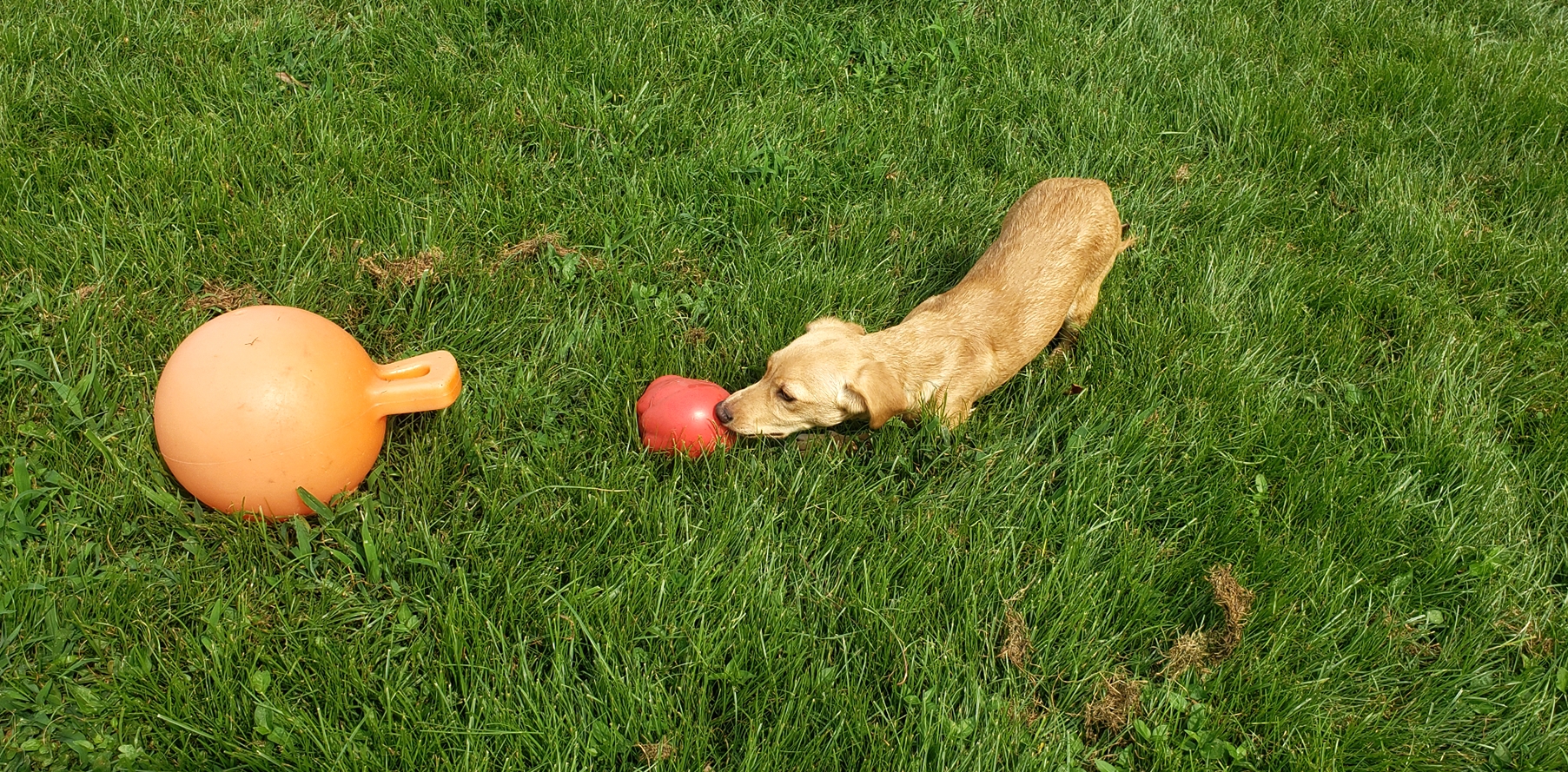 Enlarge Jessie, a Adopted mixed breed in Hampton, VA image 5/5