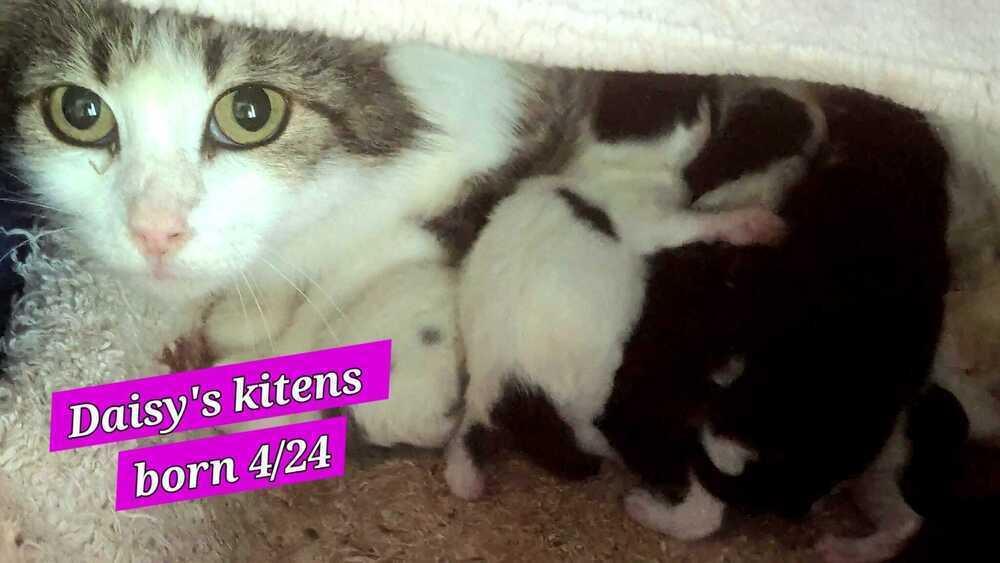 Britney, Adoptable, Kitten Female Domestic Short Hair.