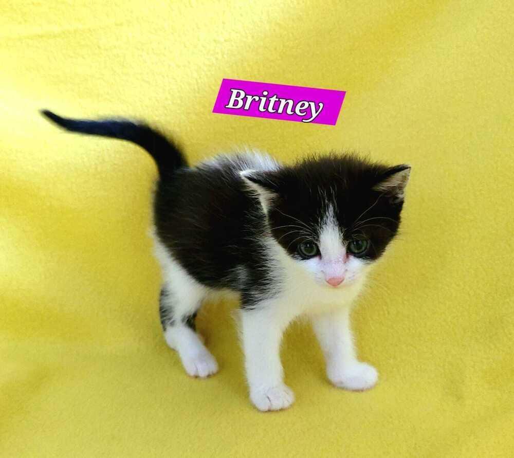 Enlarge Britney, a Adoptable mixed breed in Jessup, MD image 2/2