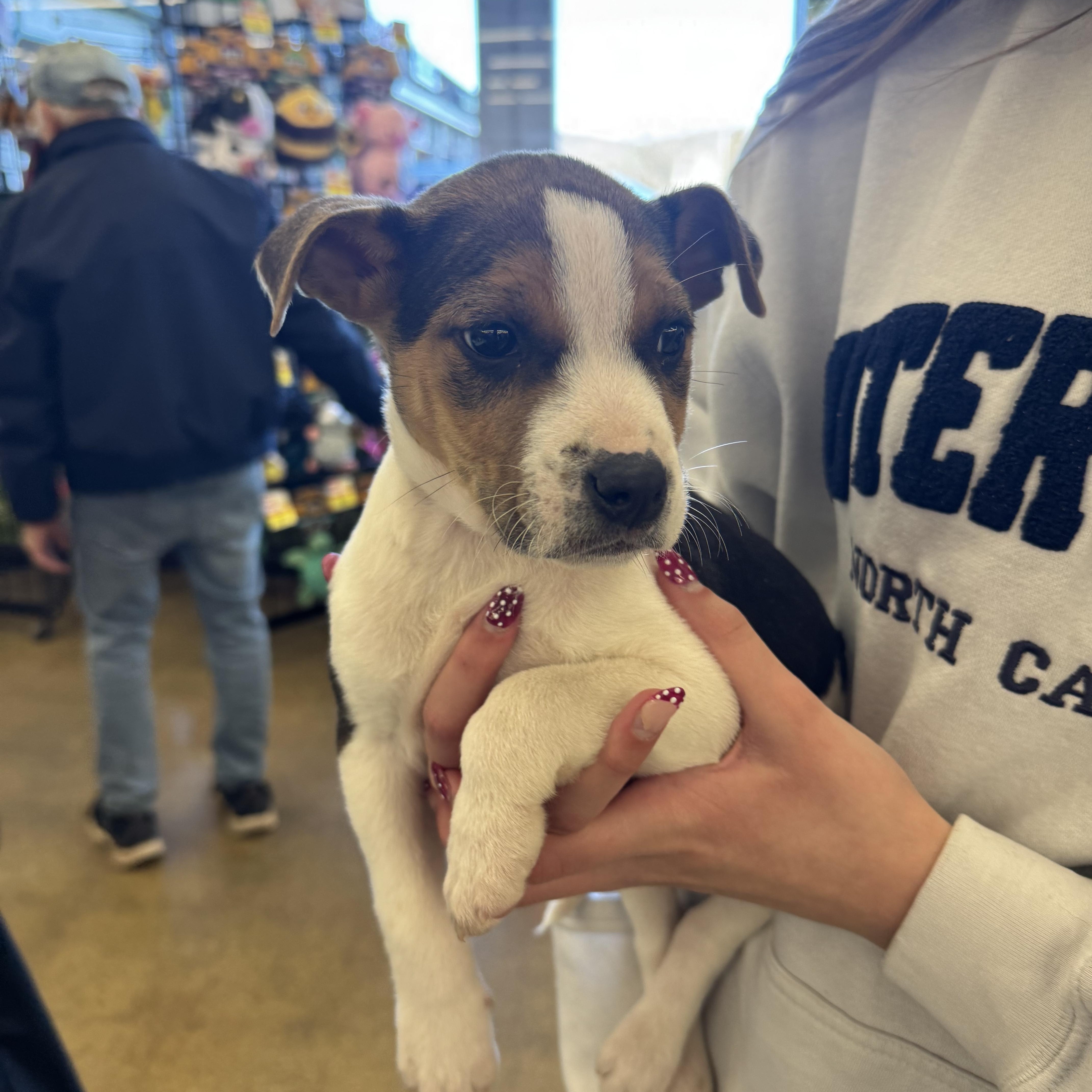 Hercules, Adoptable, Puppy Male Labrador Retriever & Pit Bull Terrier.