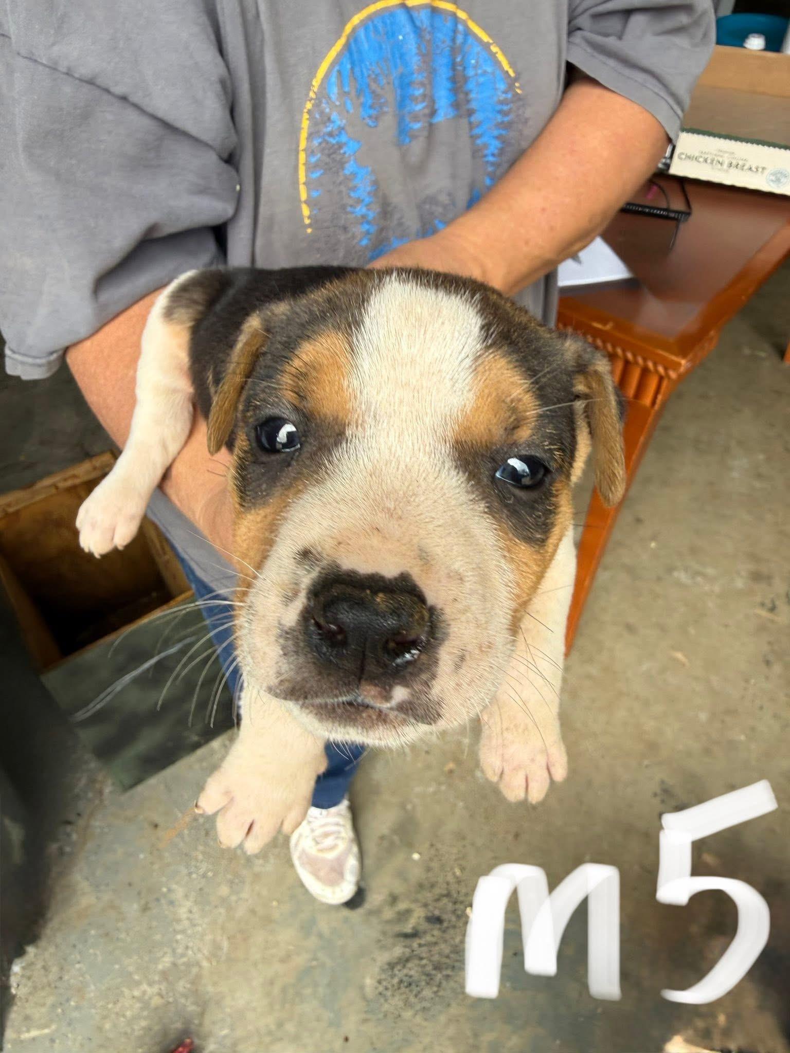 Enlarge Hercules, a Adoptable mixed breed in Newfoundland, NJ image 1/1