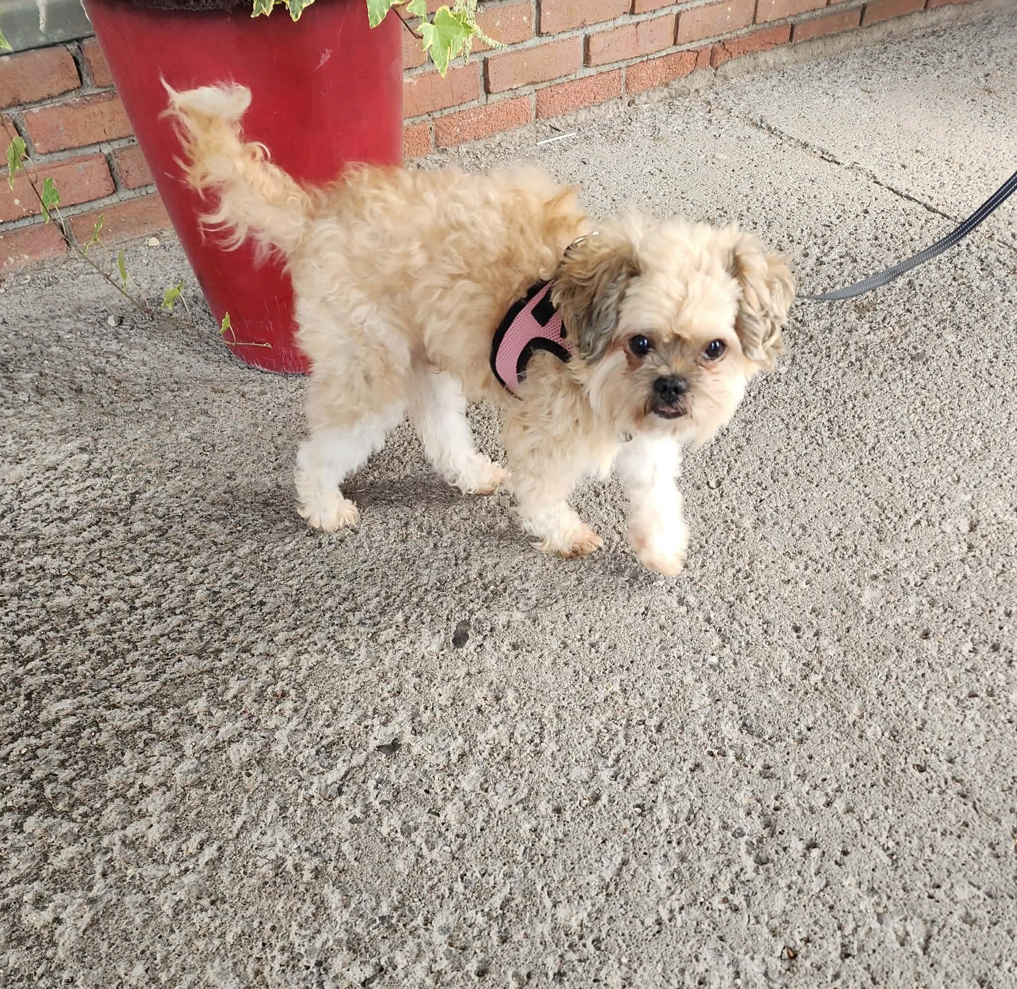 Enlarge Pluto, a Adoptable Mixed Breed in Rochester , NY image 5/6