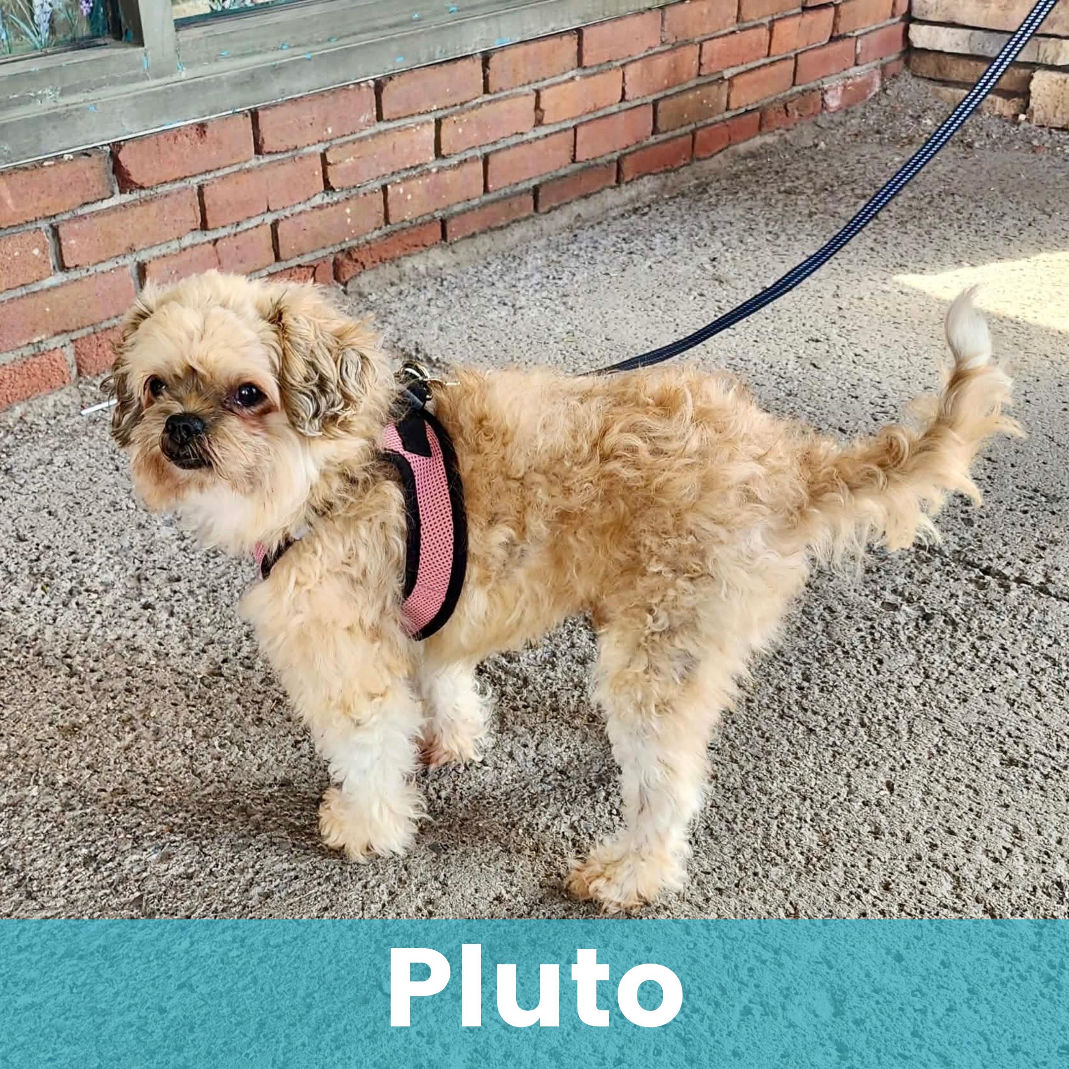 Enlarge Pluto, a Adoptable Mixed Breed in Rochester , NY image 1/6