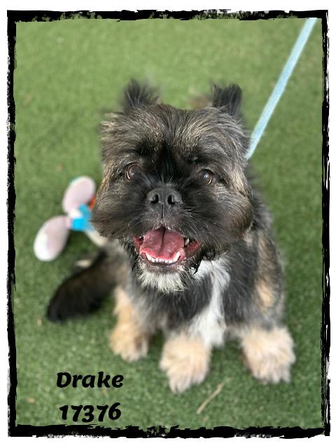 DRAKE, an adopted mixed breed in Marietta, GA image 5/6