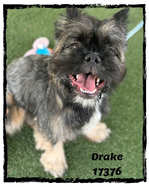 DRAKE, an adopted mixed breed in Marietta, GA image 1/6