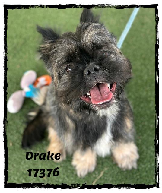 DRAKE, an adopted mixed breed in Marietta, GA image 6/6