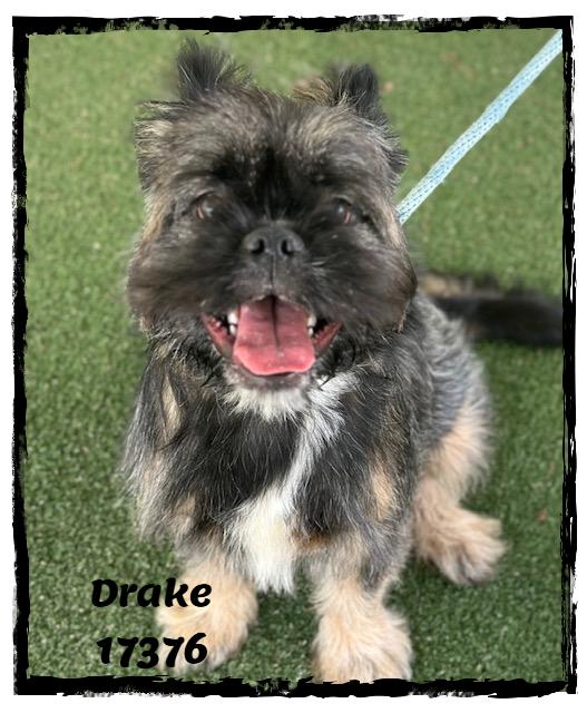 DRAKE, an adopted mixed breed in Marietta, GA image 4/6