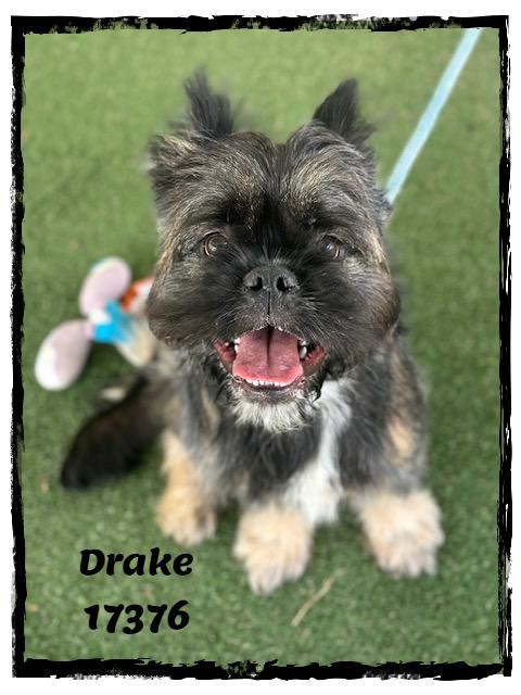 DRAKE, an adopted mixed breed in Marietta, GA image 3/6