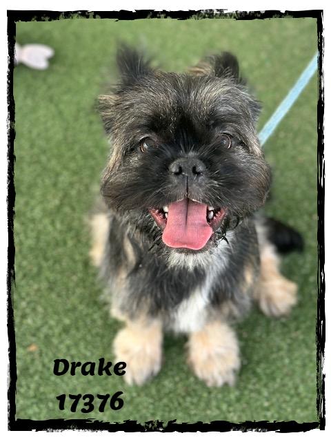 DRAKE, an adopted mixed breed in Marietta, GA image 2/6